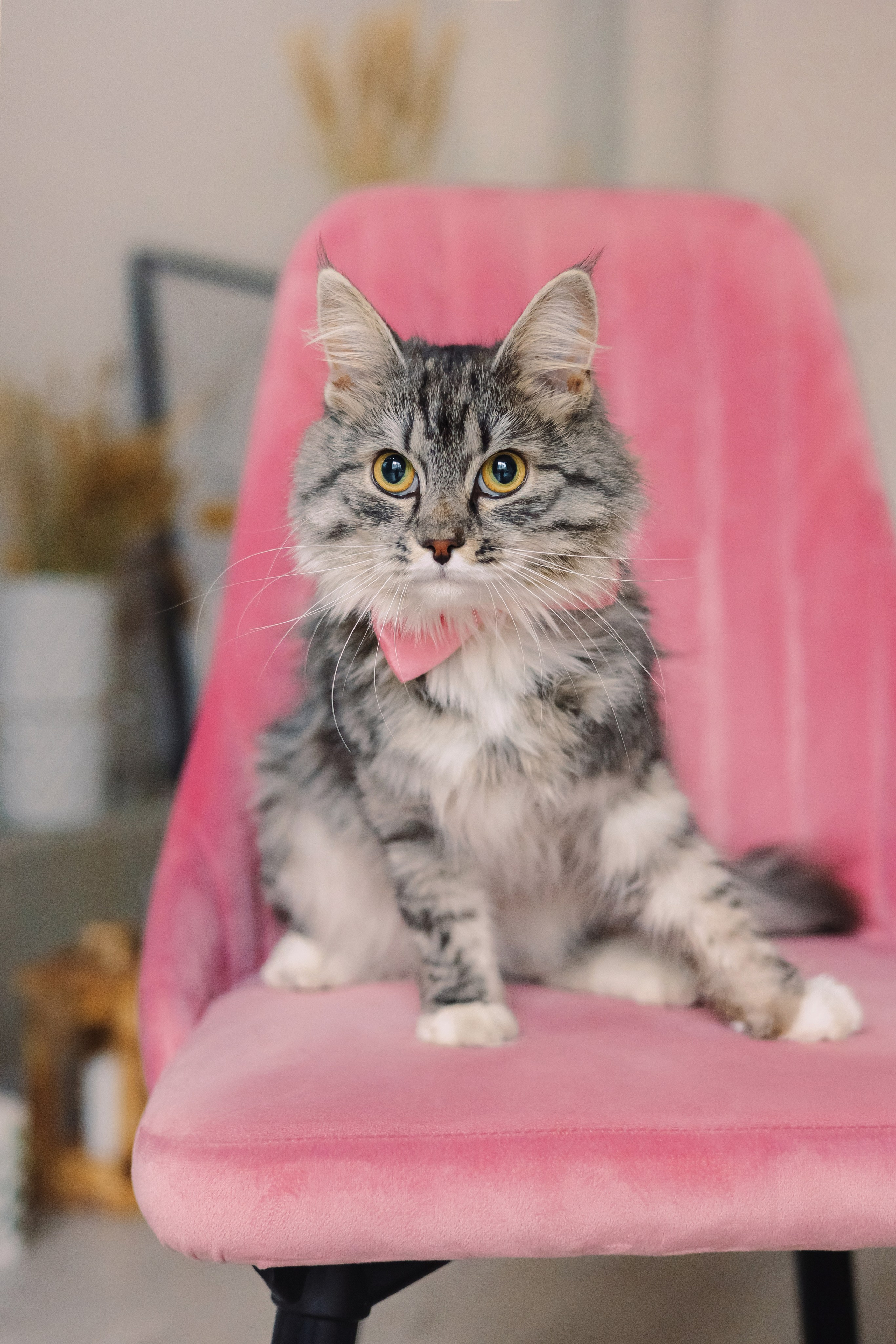 Магазин Friend of mine. Фотограф-анималист Елена Радченко, Москва