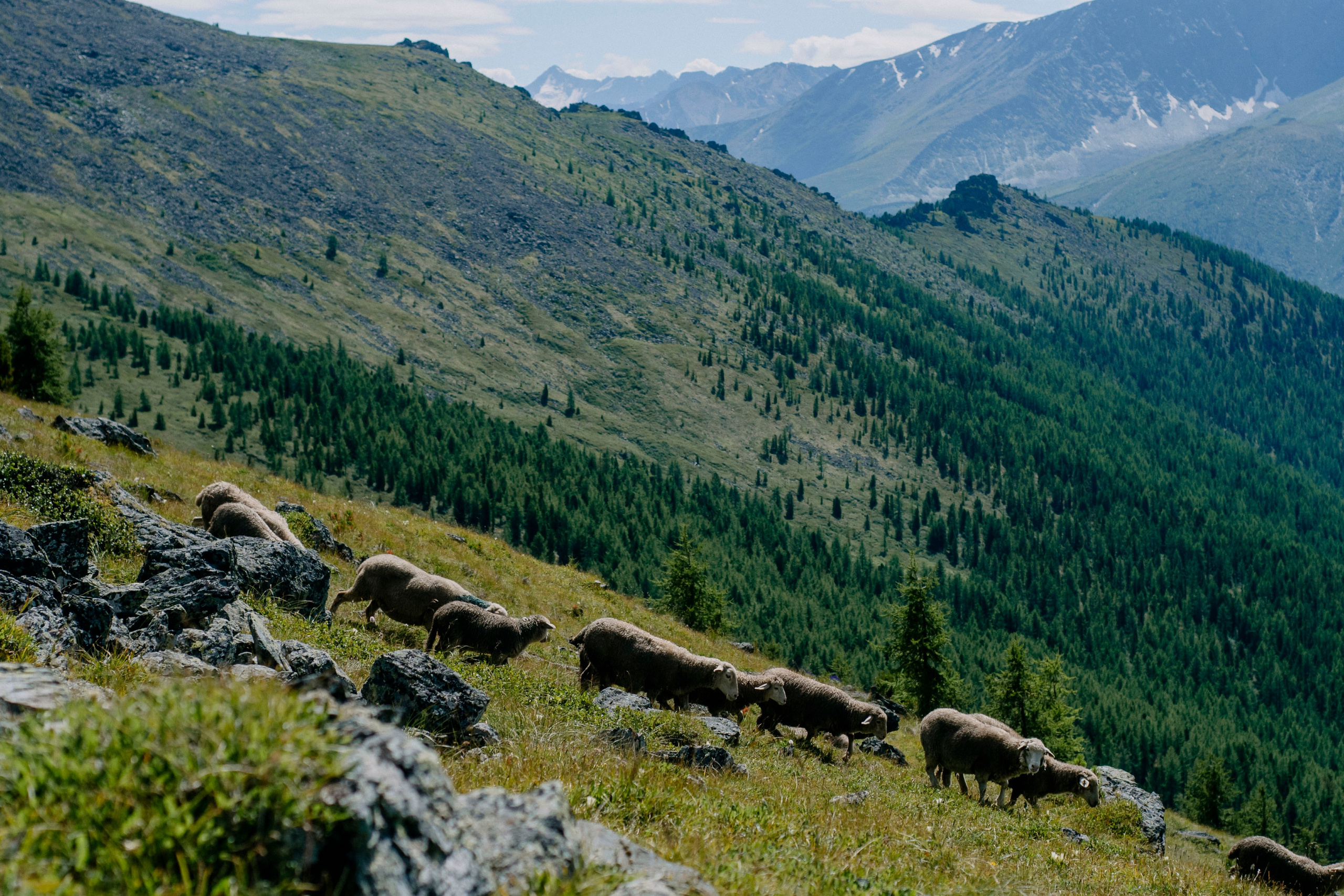 Altai landscape. Iraogo