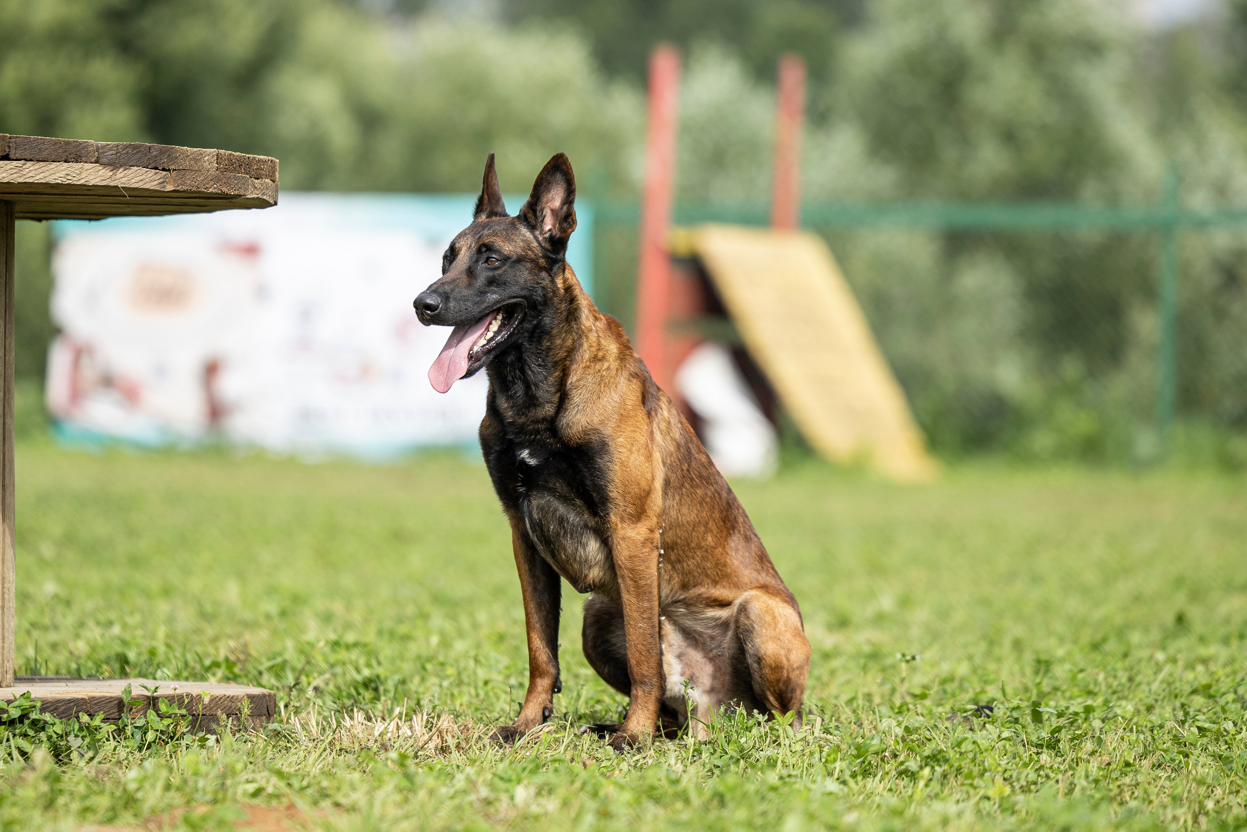Соревнования по Мондьорингу г. Вологда 10-11.08.2024. Фотограф-анималист Анна Маринич