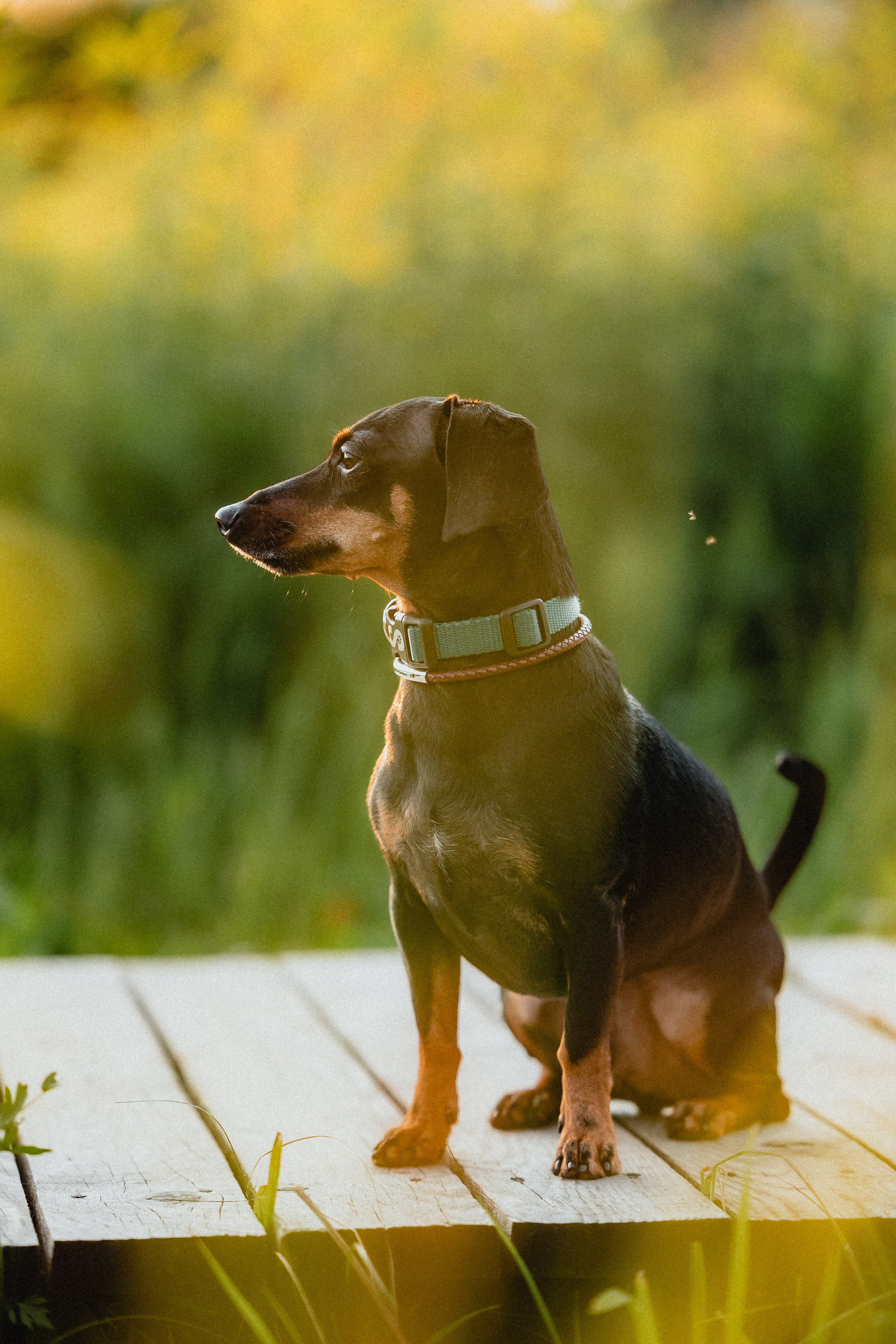 Выездной дог-тренинг от школы «Шерсть имею»