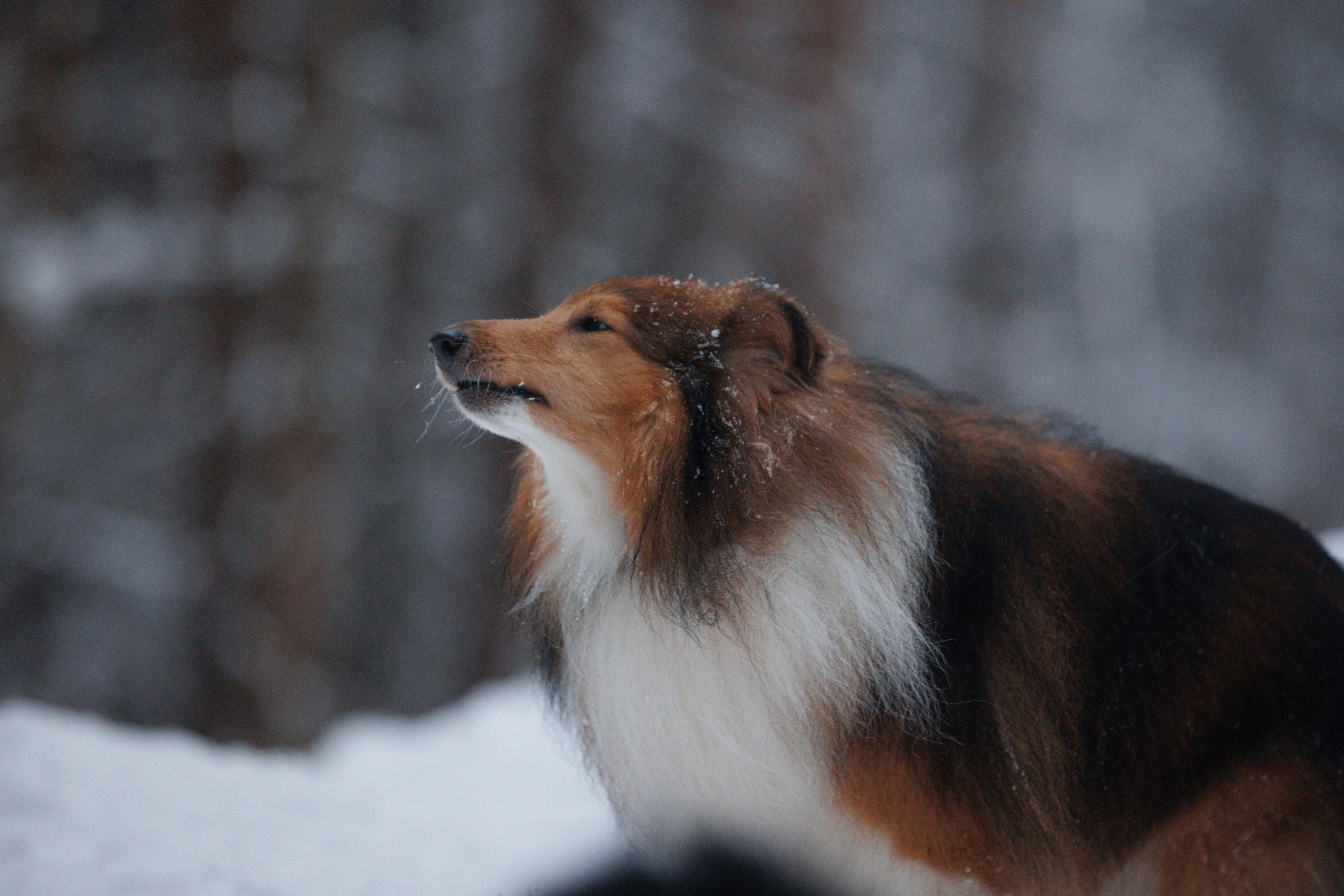 Даша и компания. Фотограф анималист Кристина Карпова, Москва