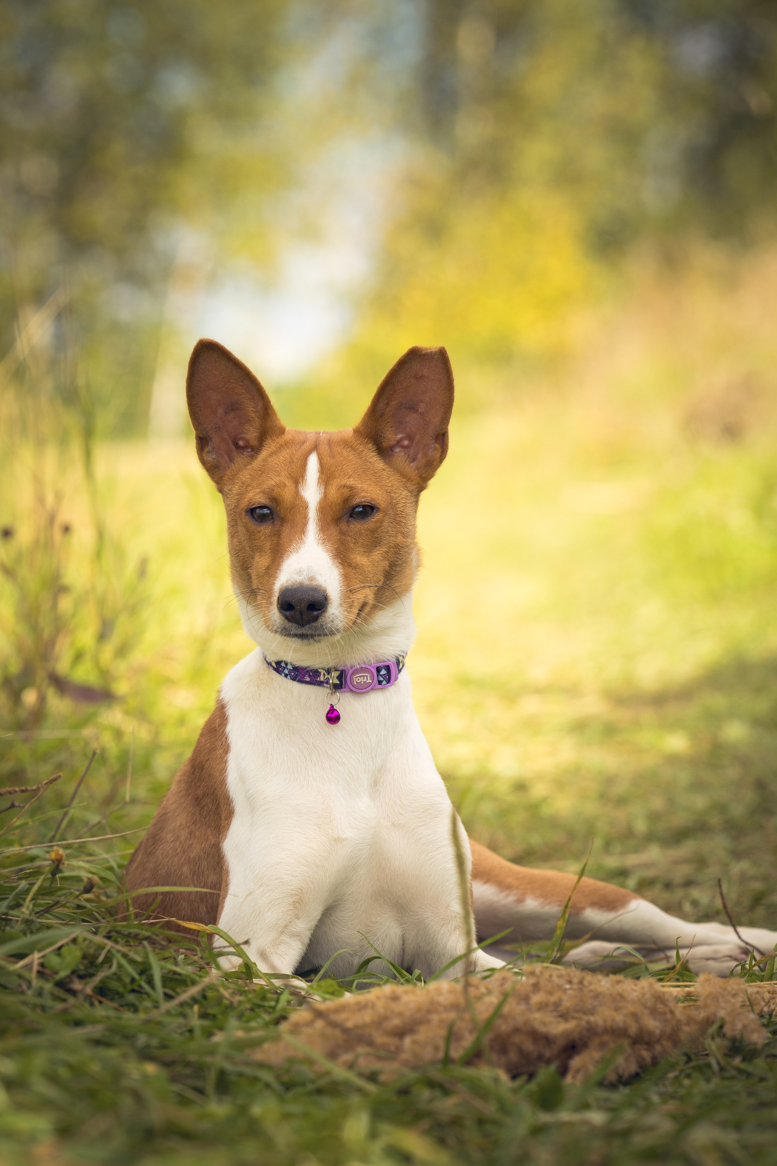 В питомнике. Виктория Михайловская. Фотограф-анималист. Москва