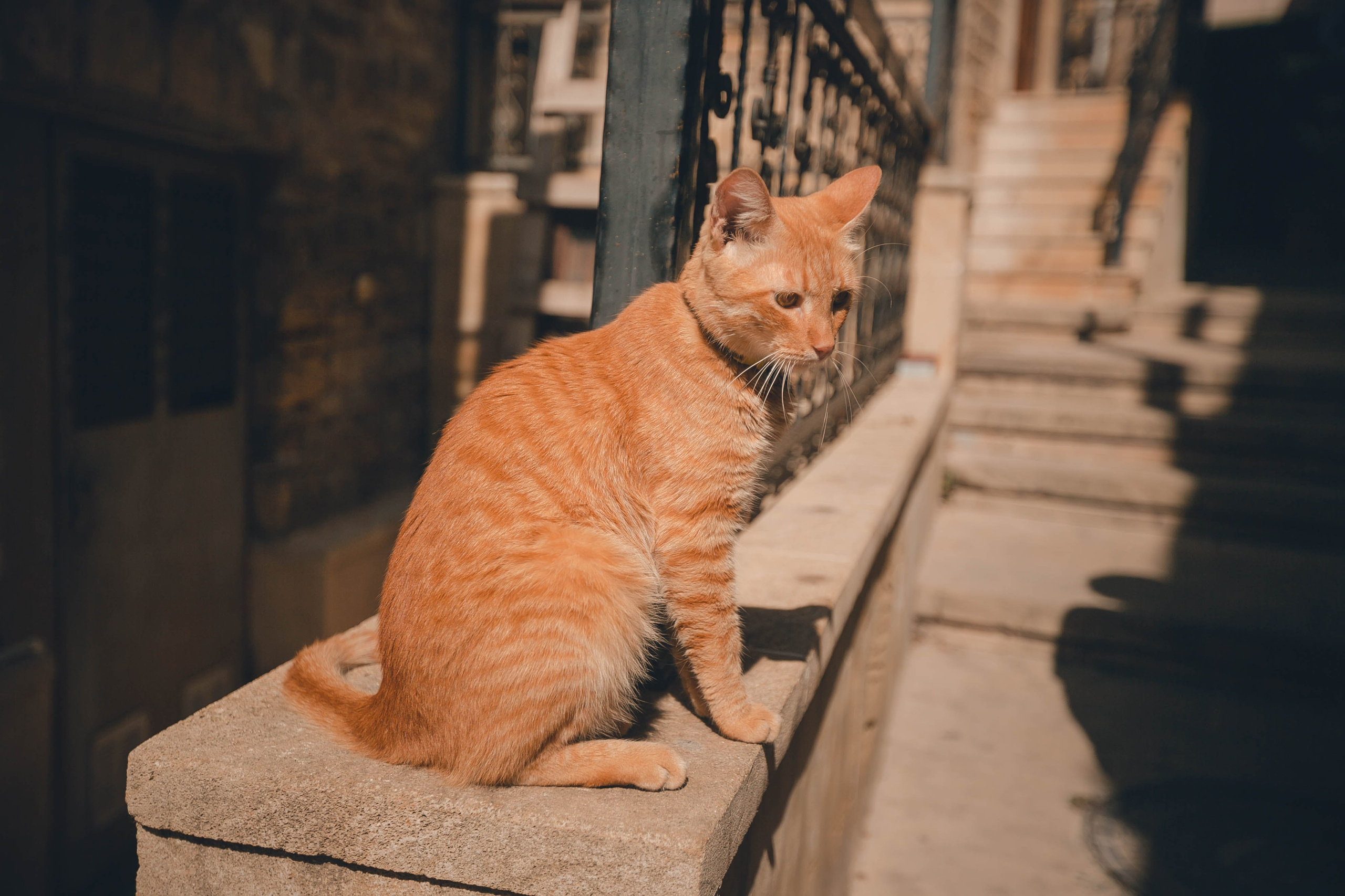 Майсы. Репортажный фотограф Андрей Герасимов