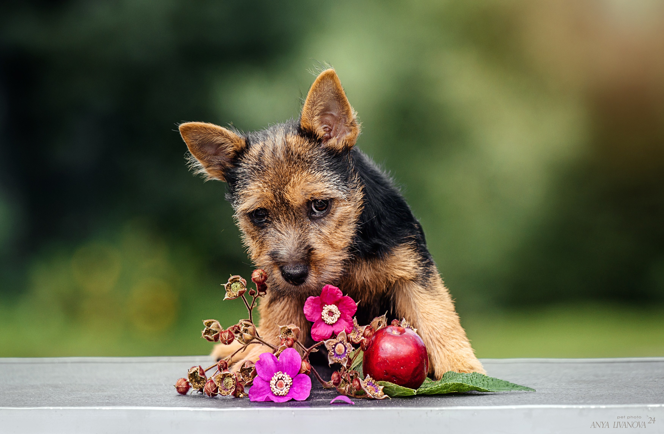 Норвичи. Фотограф анималист Аня Ливанова | Рыбинск