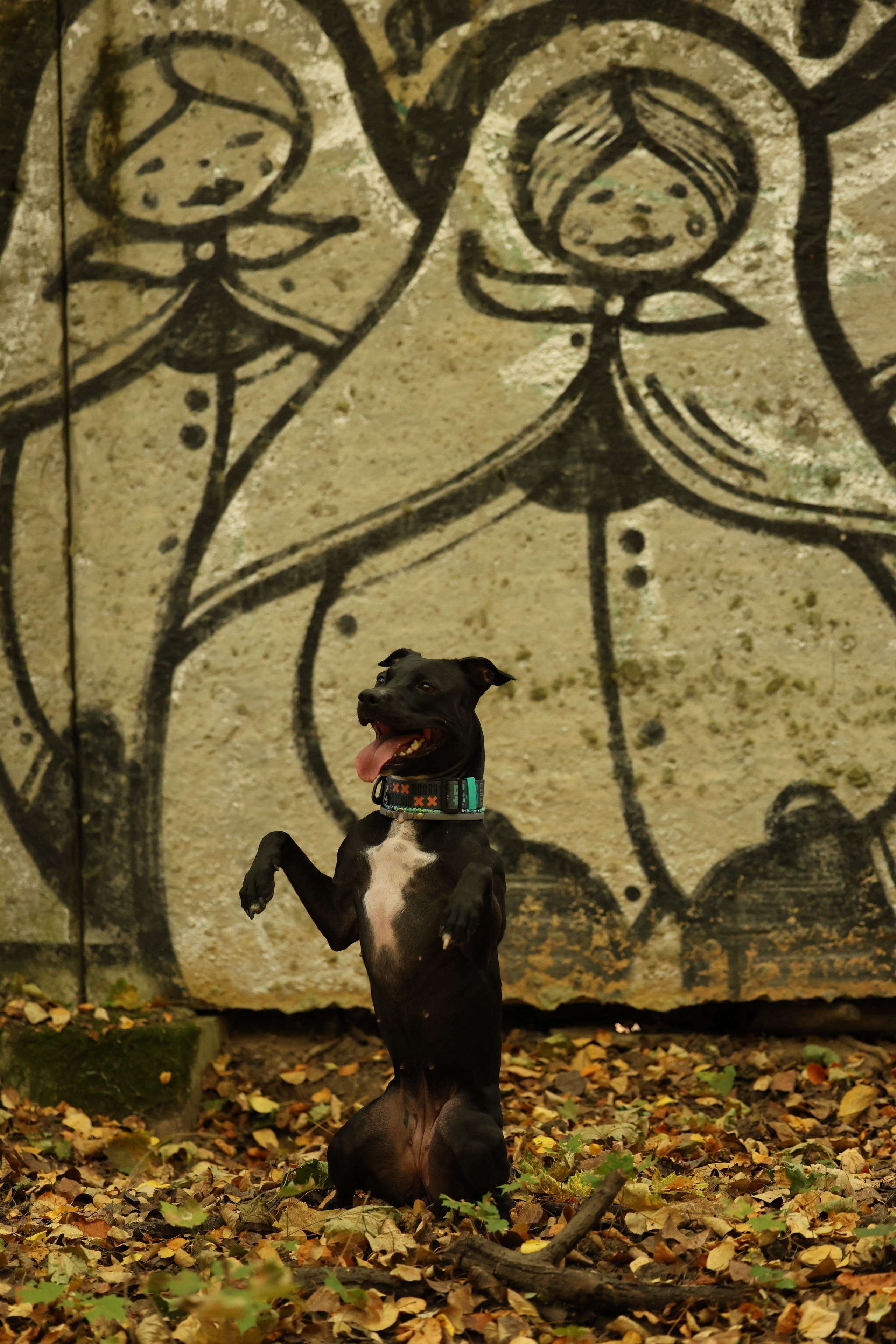 Алена и Бора. Виктория Михайловская. Фотограф-анималист. Москва