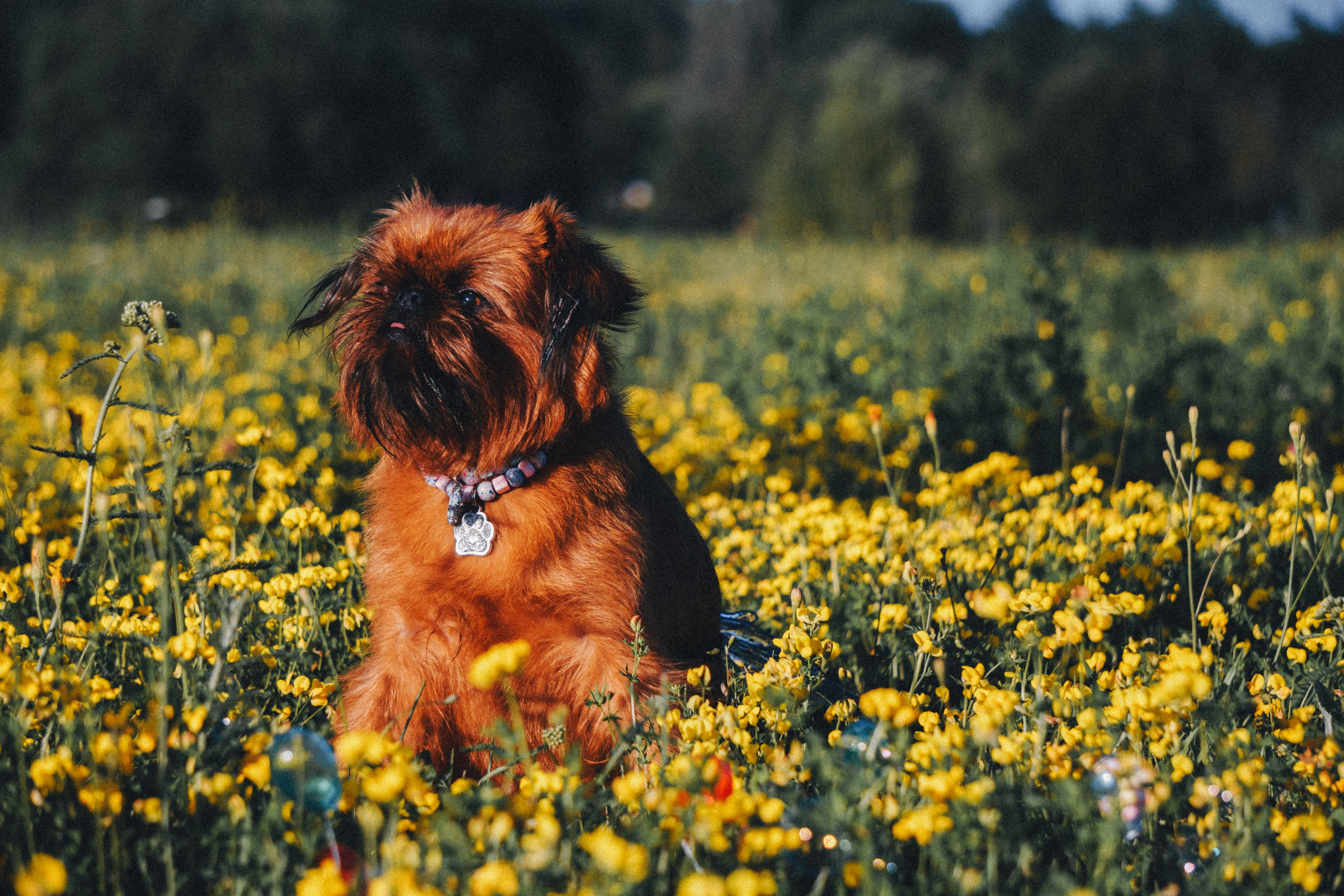Катя и Яшма. Фотограф-анималист Ксения Воробьева, Москва