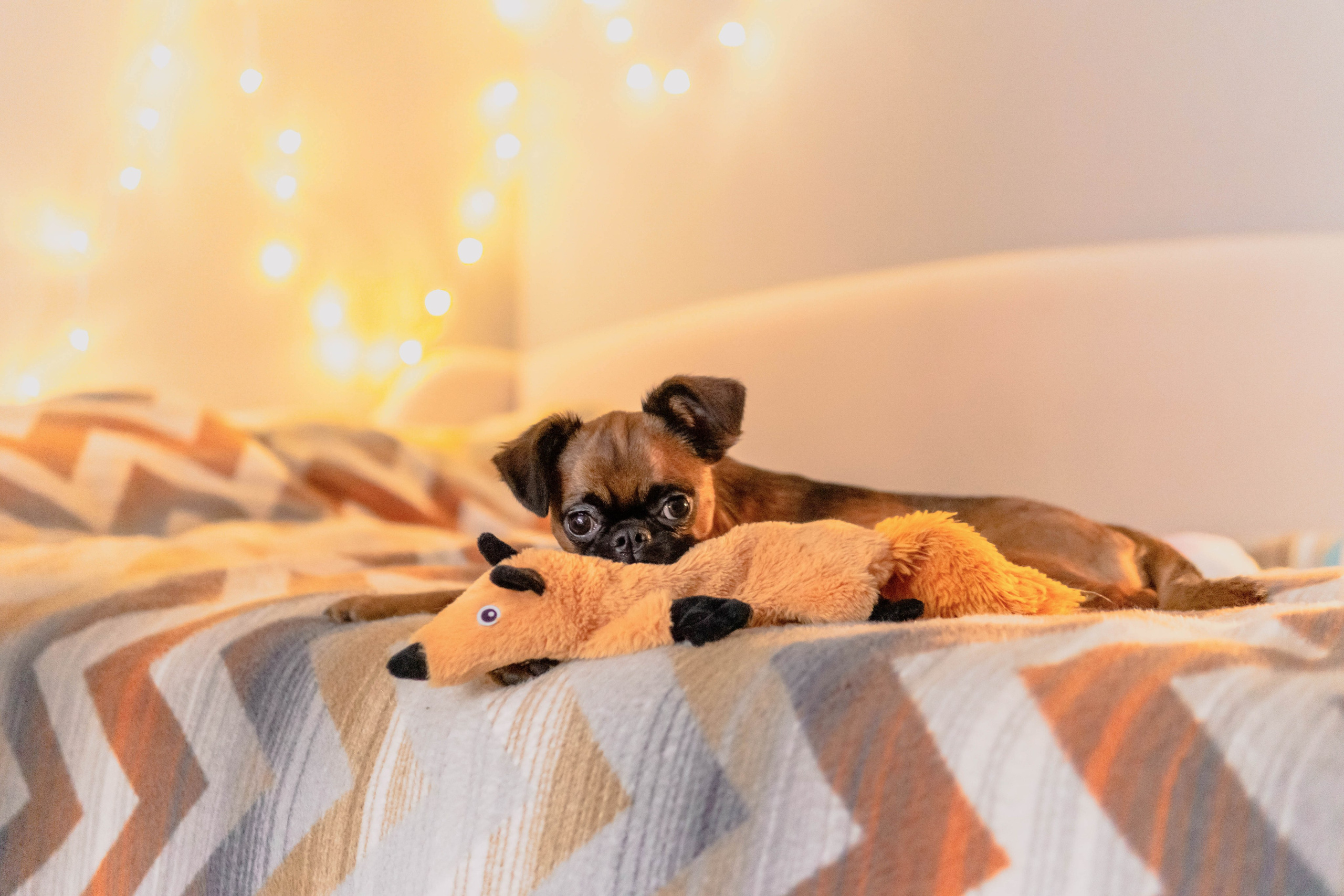 Надя и Ефим. Фотограф-анималист Ксения Воробьева, Москва