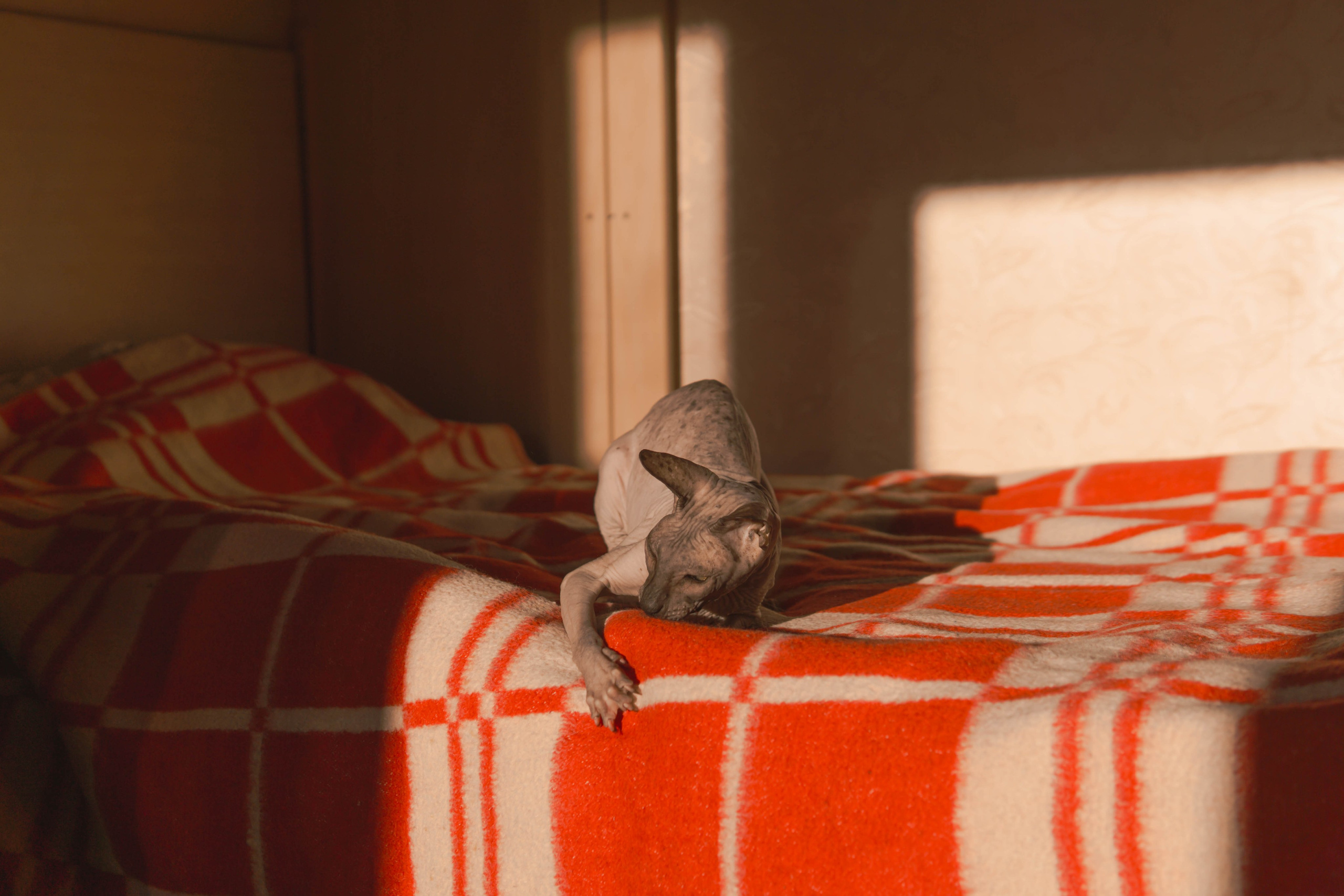 Бандит. Фотограф-анималист Ксения Воробьева, Москва