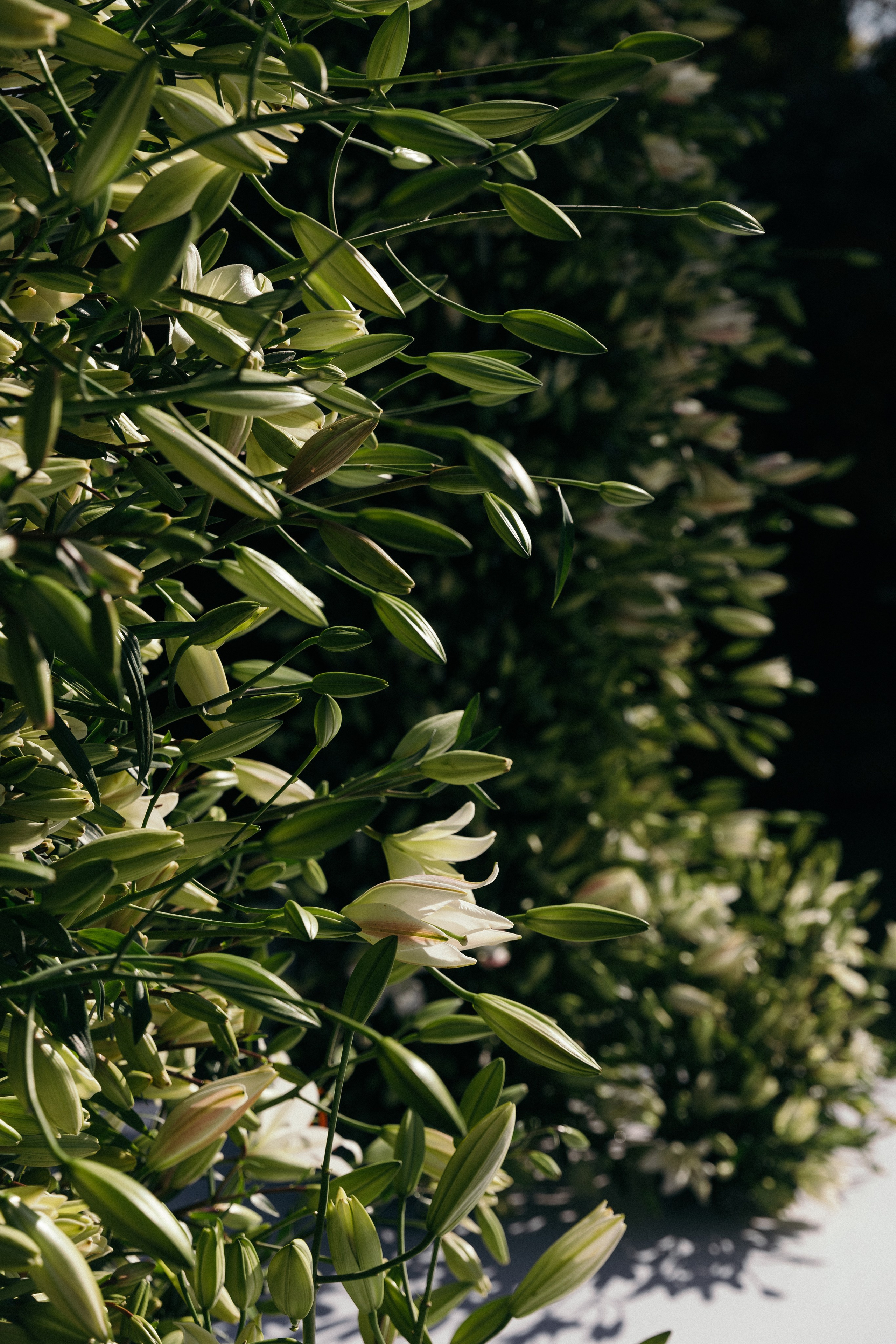 Эмиль и Катя. Свадебный и семейный фотограф в Краснодаре Роман Моско