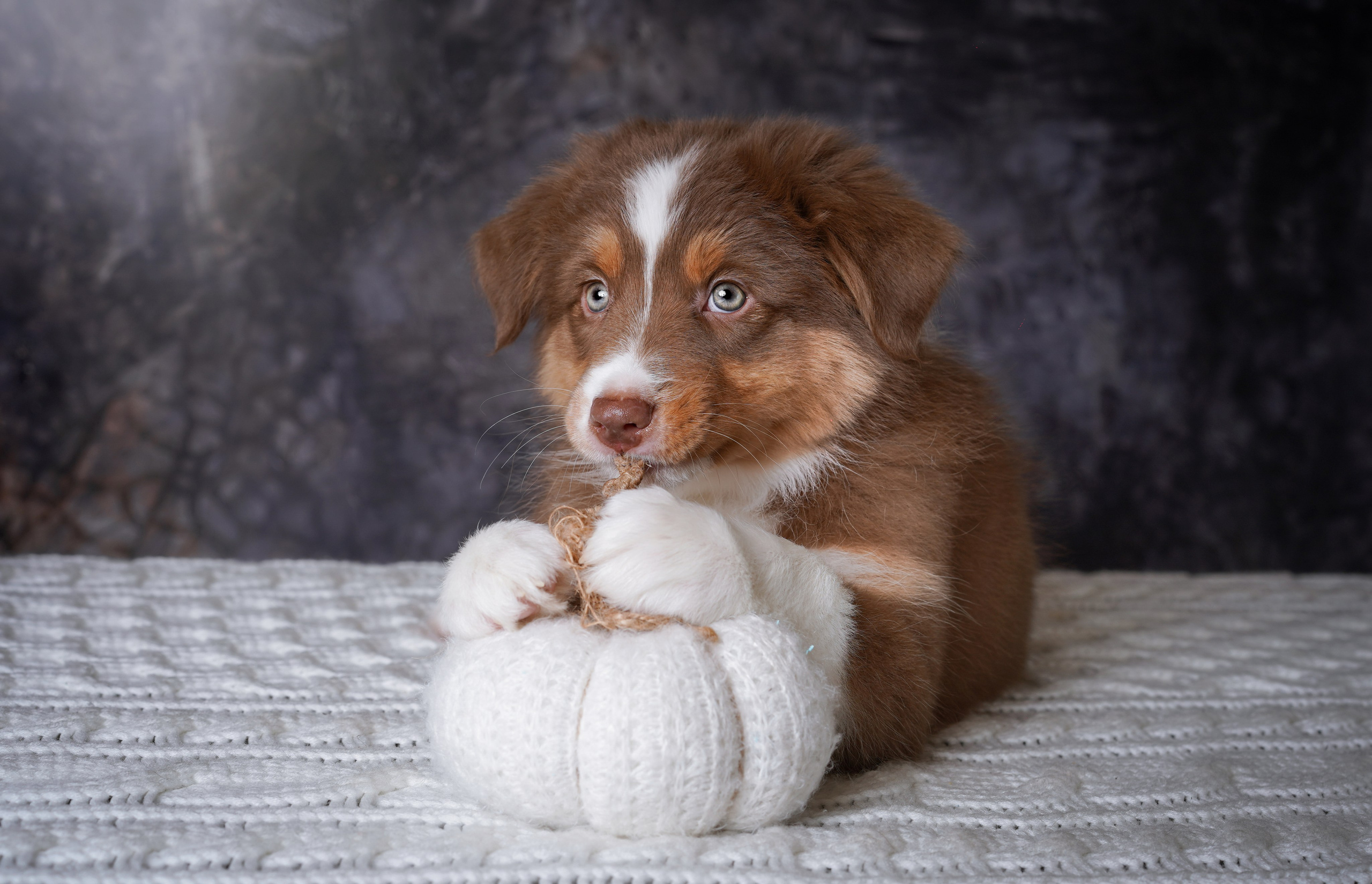 Щенки аусси. Фотограф-анималист в Санкт-Петербурге Яна Мартынова