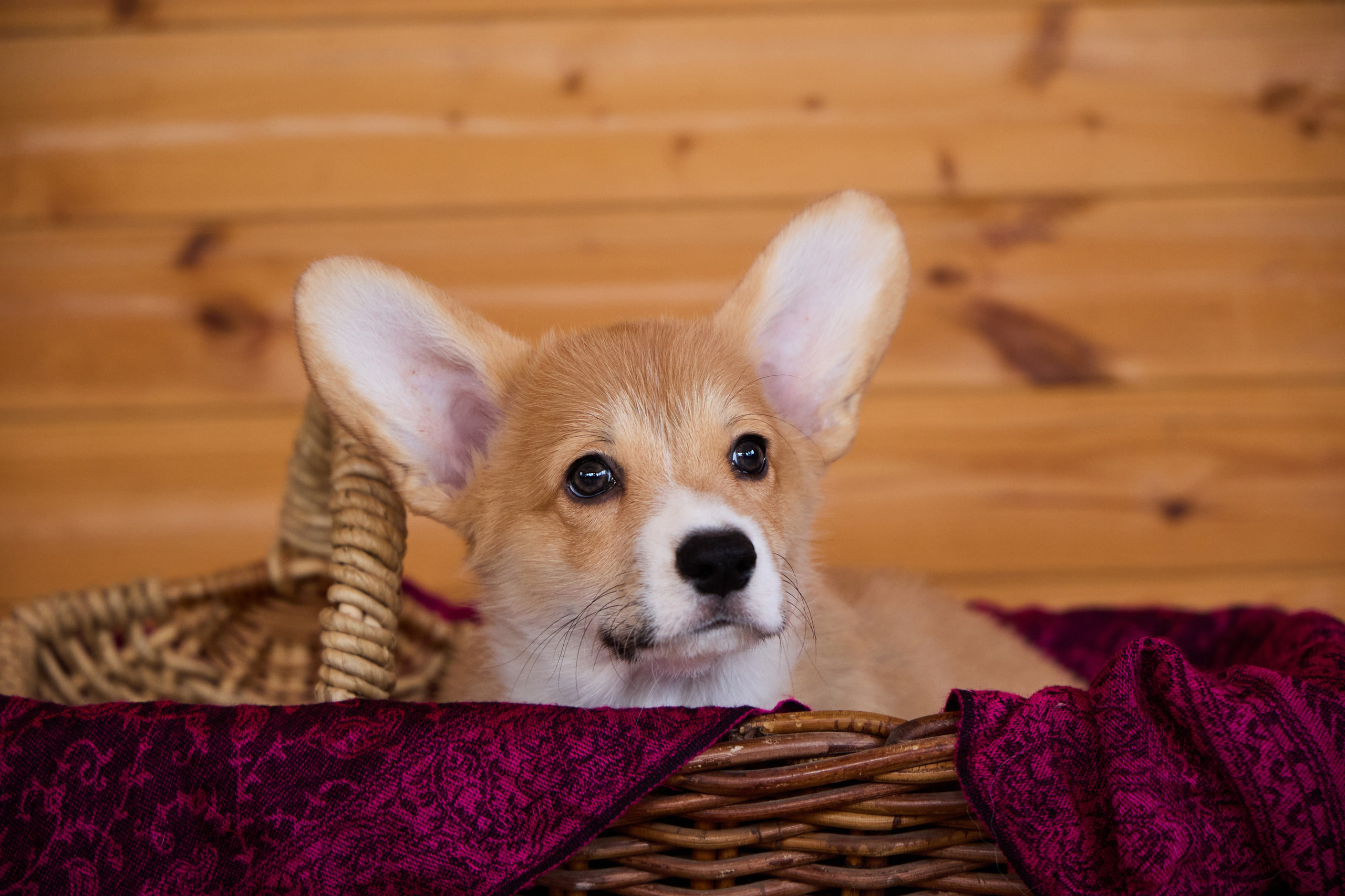 Пиар. Фотограф Ирина Астор