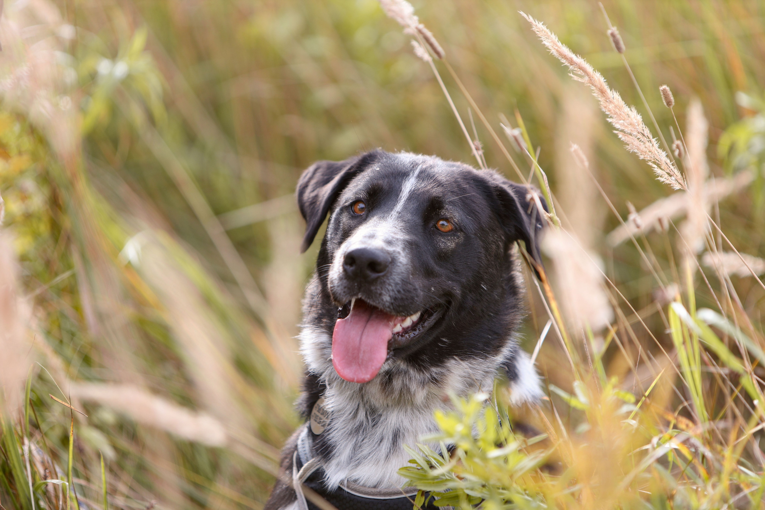 Собаки. Фотограф Максим Татаринов