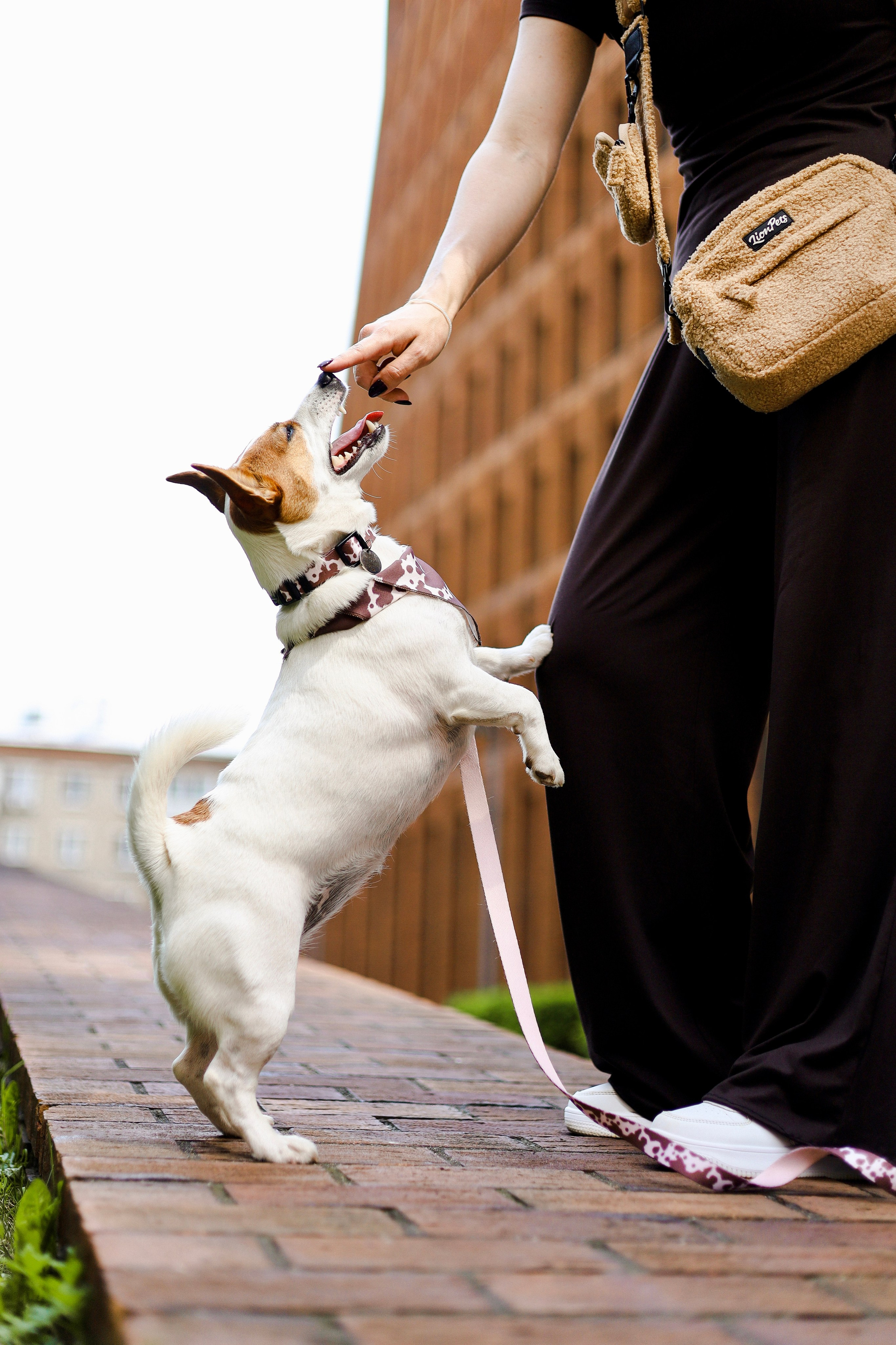 Холли и Катя. Фотограф-анималист Ксения Шевцова|Москва