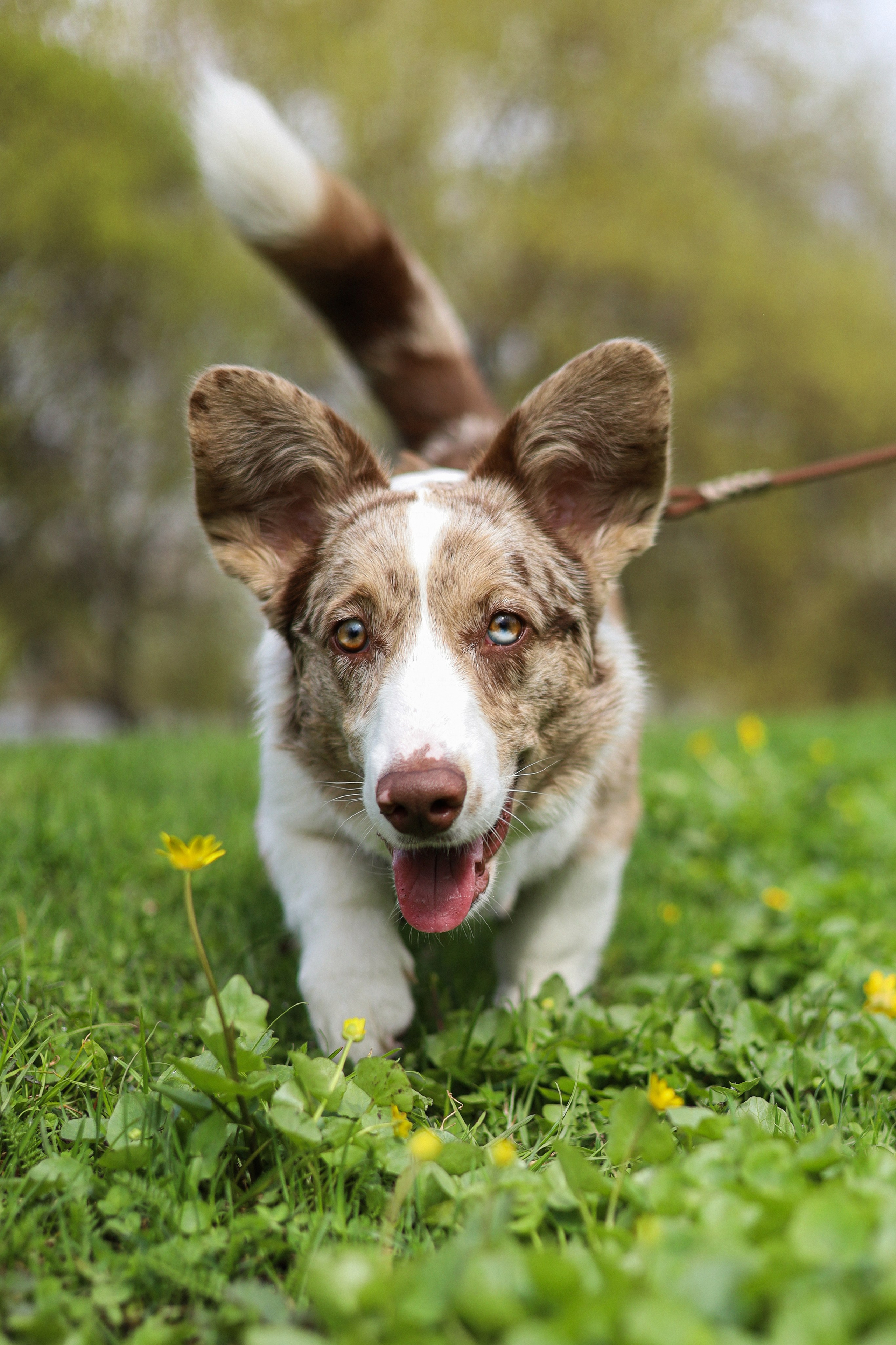 Анджей, Софья и Андрей. Фотограф-анималист Ксения Шевцова|Москва
