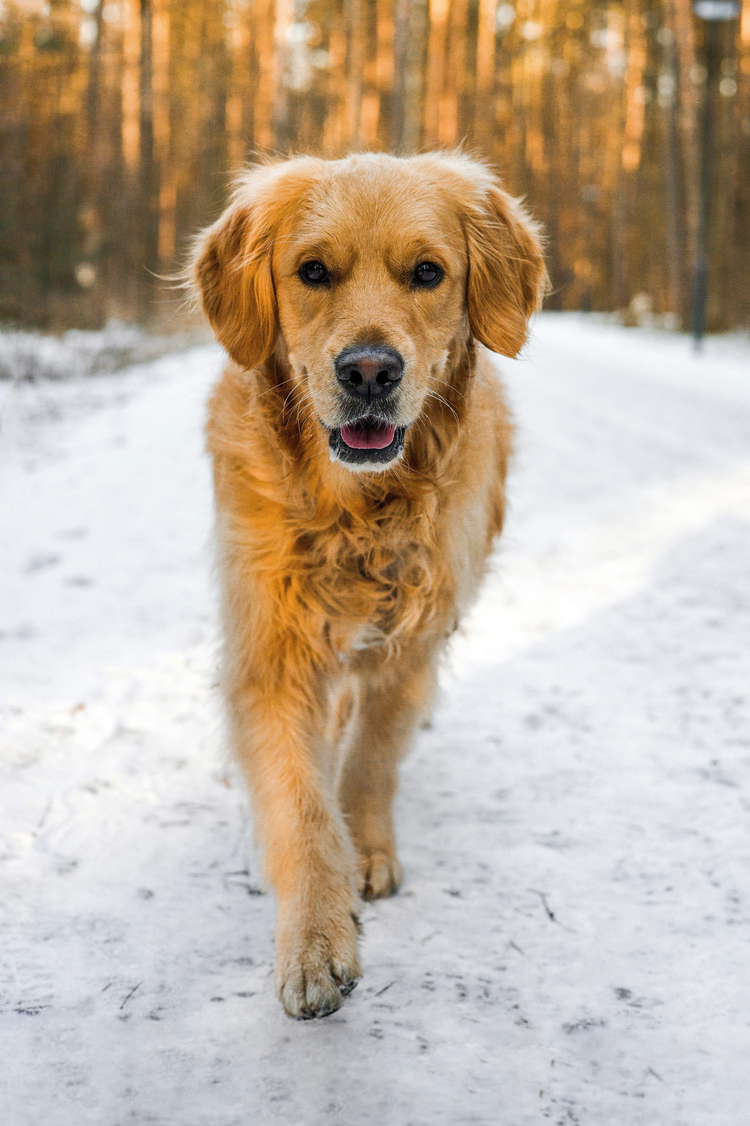 Лёва и Катя. Фотограф-анималист Ксения Шевцова|Москва
