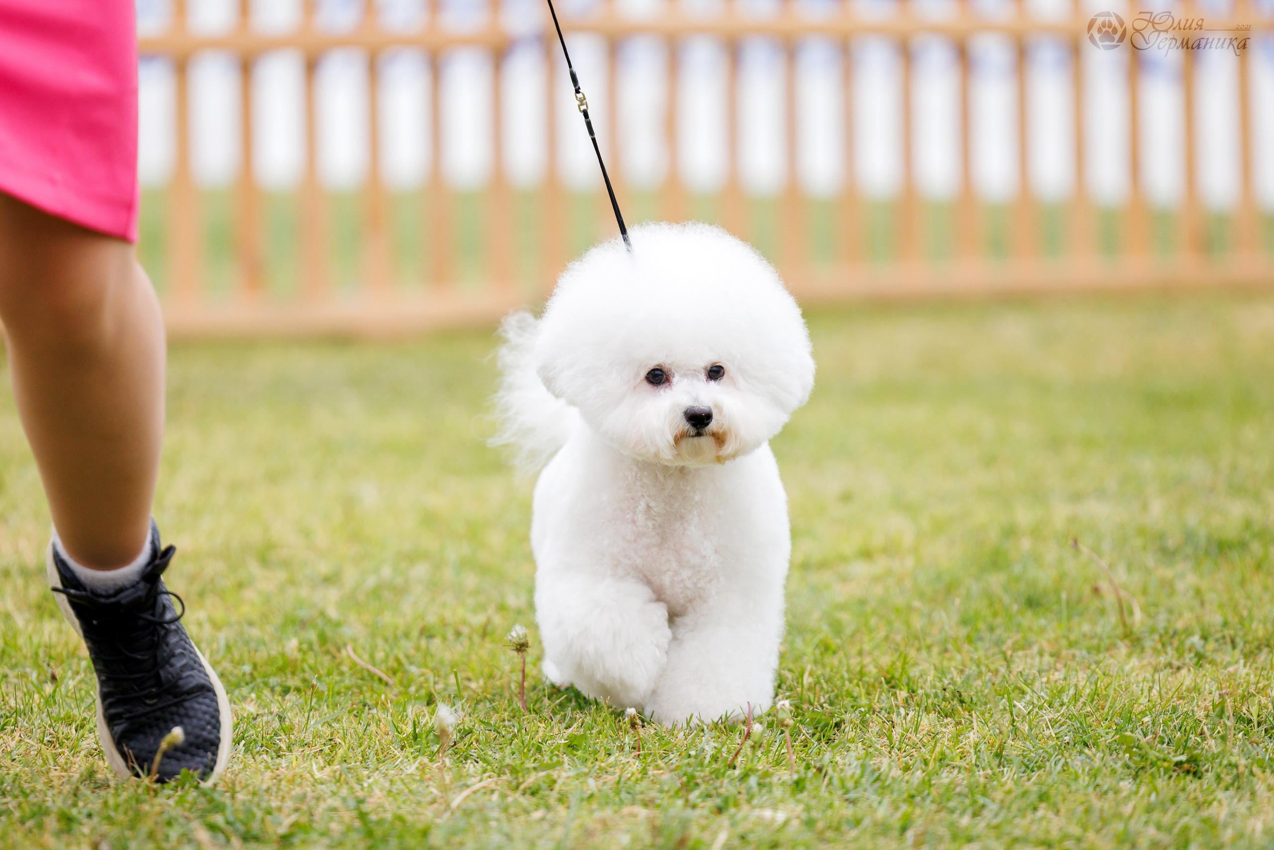 Армения,Ереван 3хCACIB 15-17.10.2024. Фотограф-анималист Юлия Германика