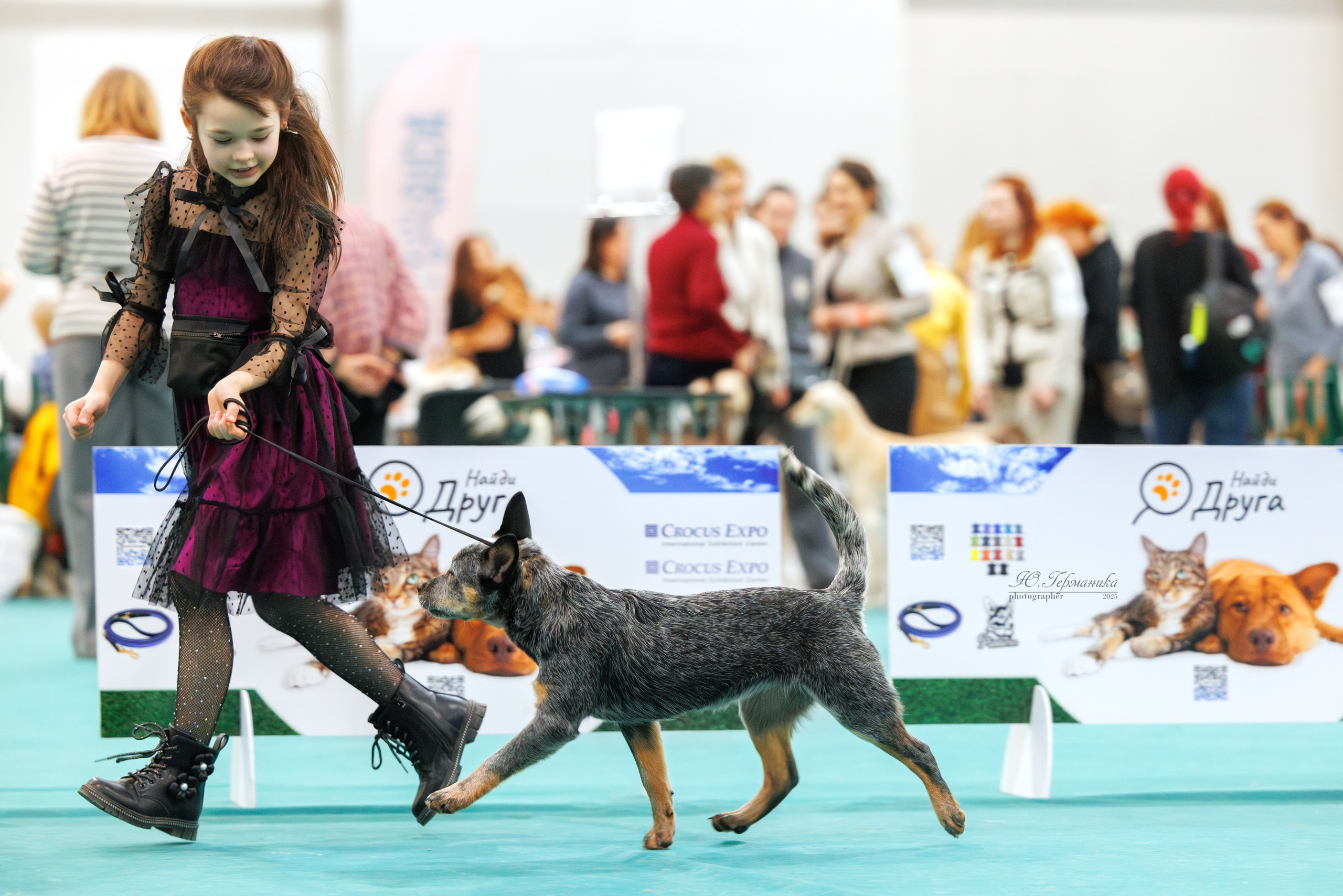 Гран-При 8.02.2025 и Крокус 09.02.2025. Фотограф-анималист Юлия Германика