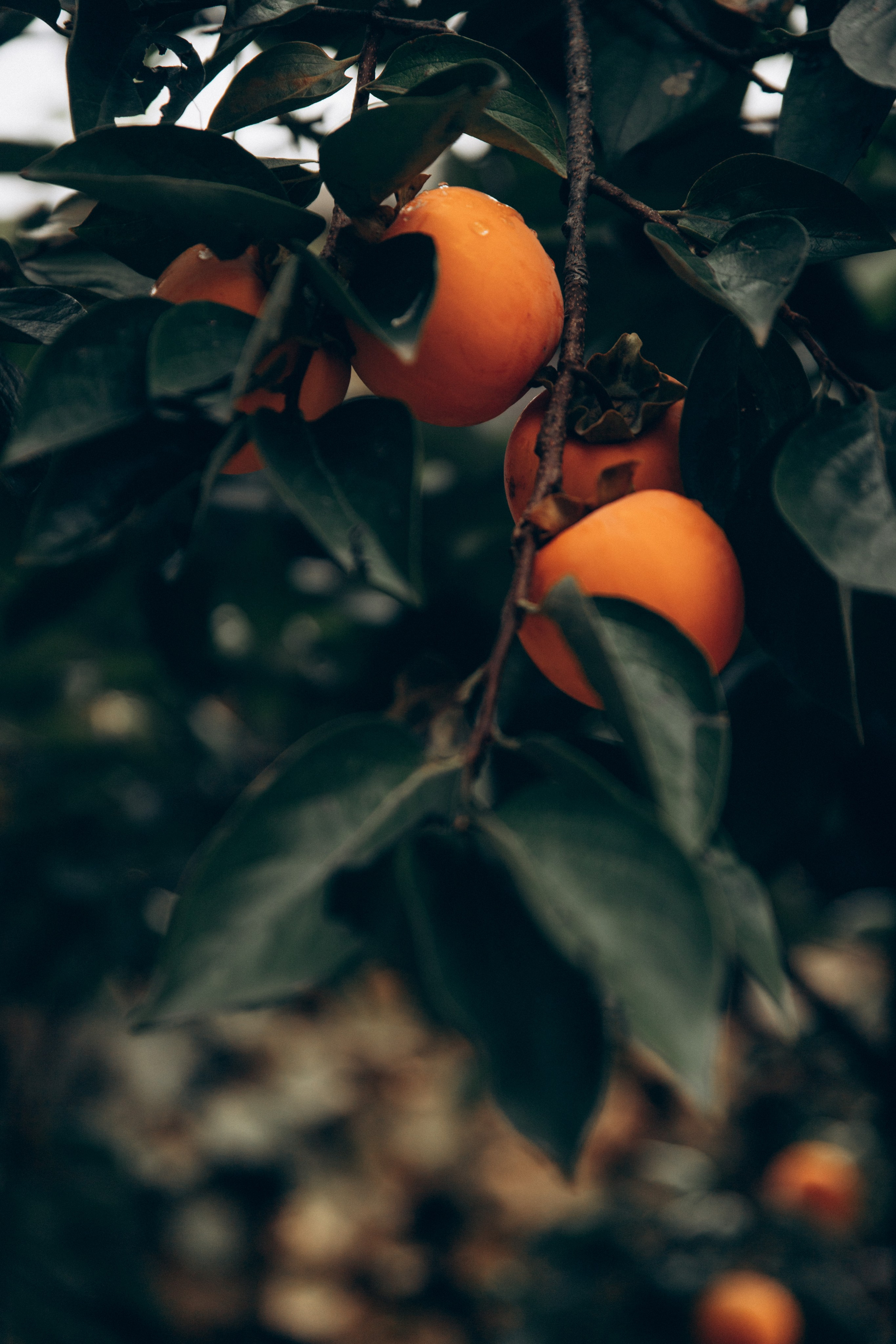 Грузия. Репортажный и детский фотограф в Минске