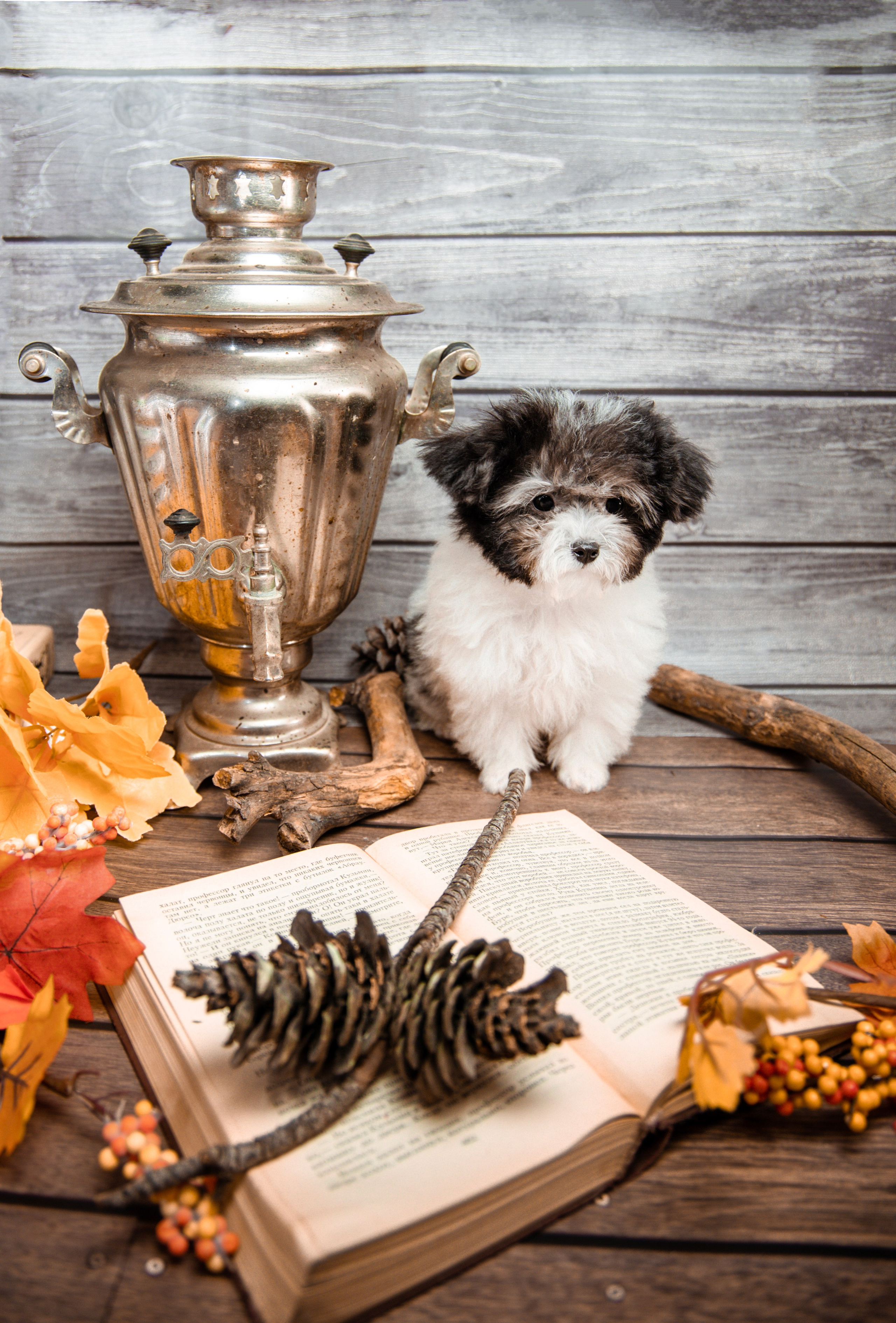 Фотограф Татьяна Марсуверских г. Жуковский, Москва и Мо. Репортажные съёмки, фотосессии,  фотограф анималист, фотосъёмка животных. Фотограф для маркетплейсов, фотоуслуги в Жуковском Татьяна Марсуверских