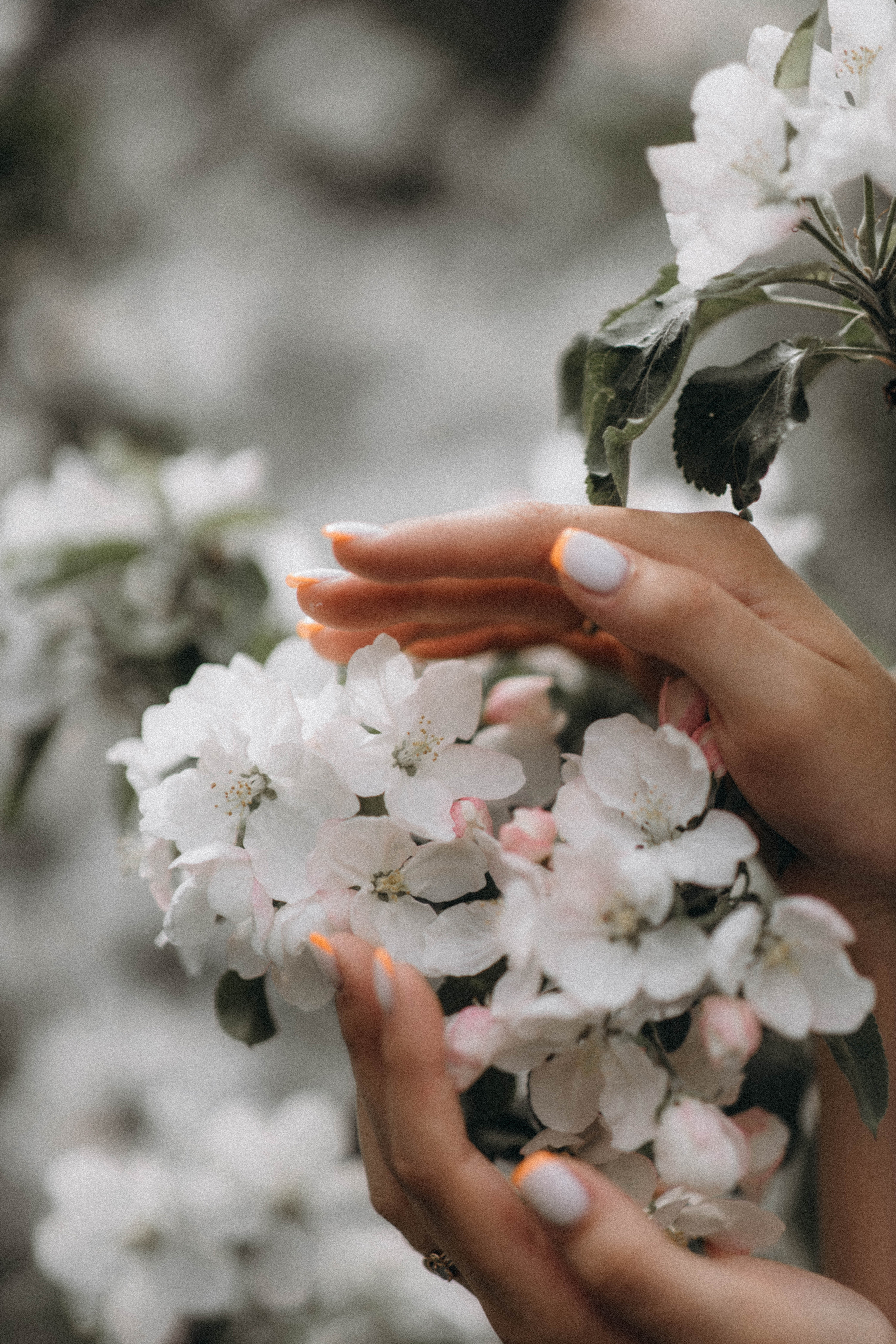 Среди яблонь