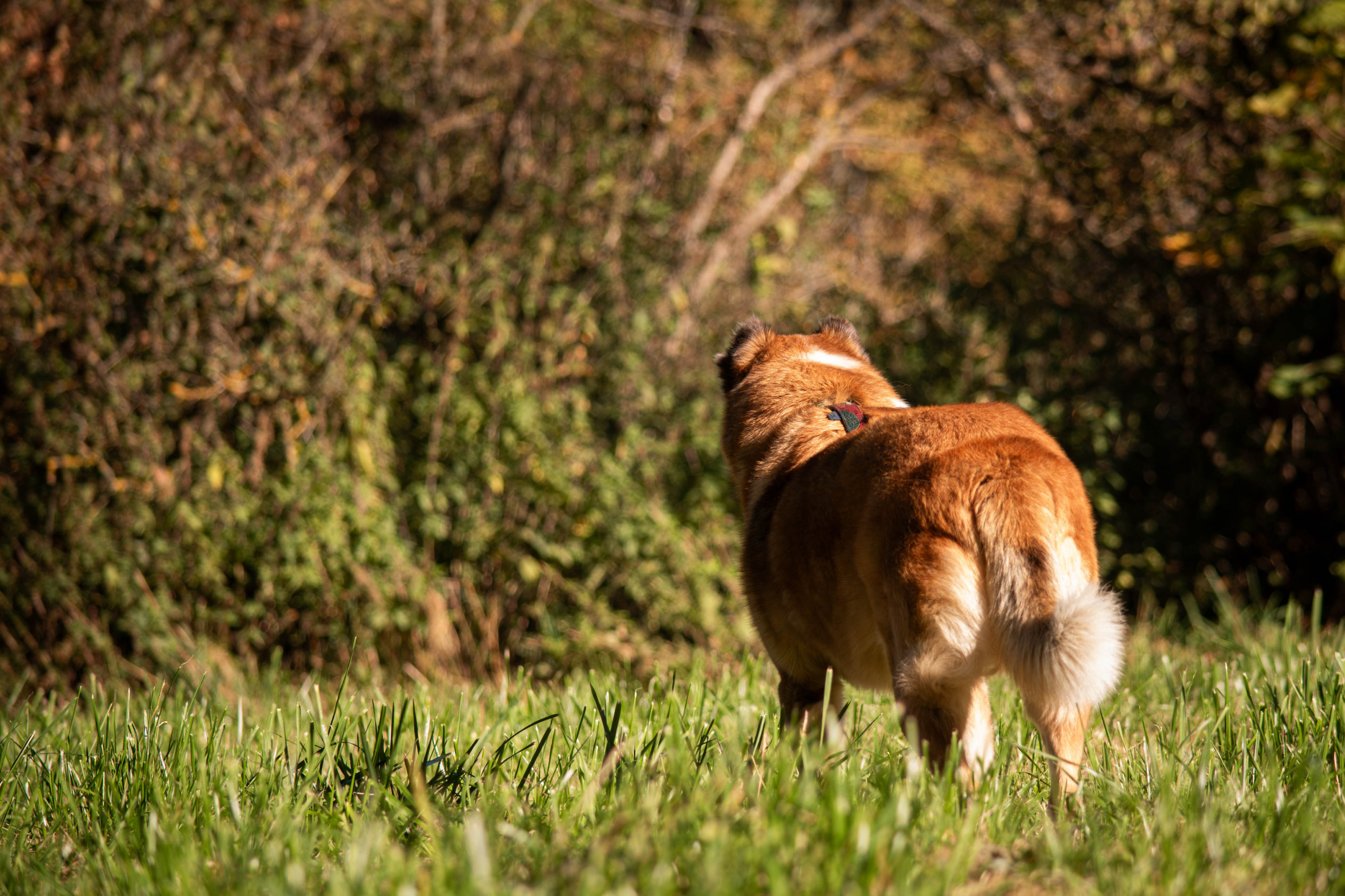 Ник и Полина. Фотограф Светлана Блинова, Москва и Московская область