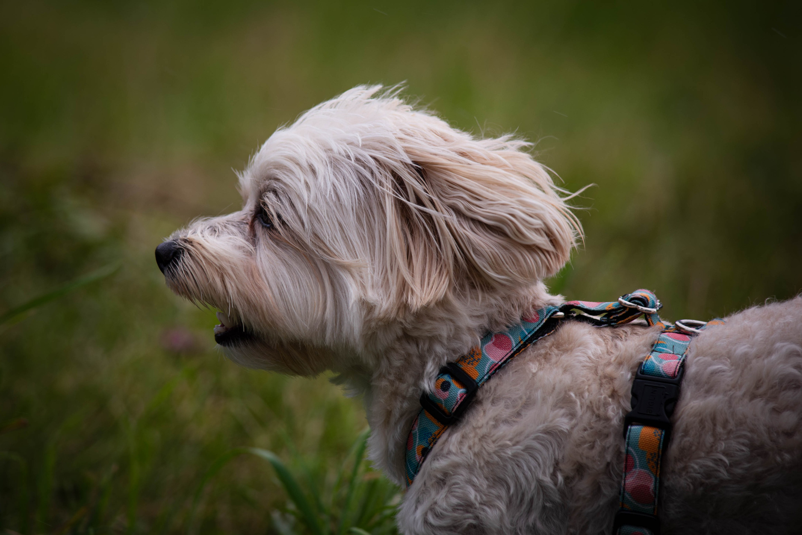 Прогулка в парке Митино. Фотограф Светлана Блинова, Москва и Московская область