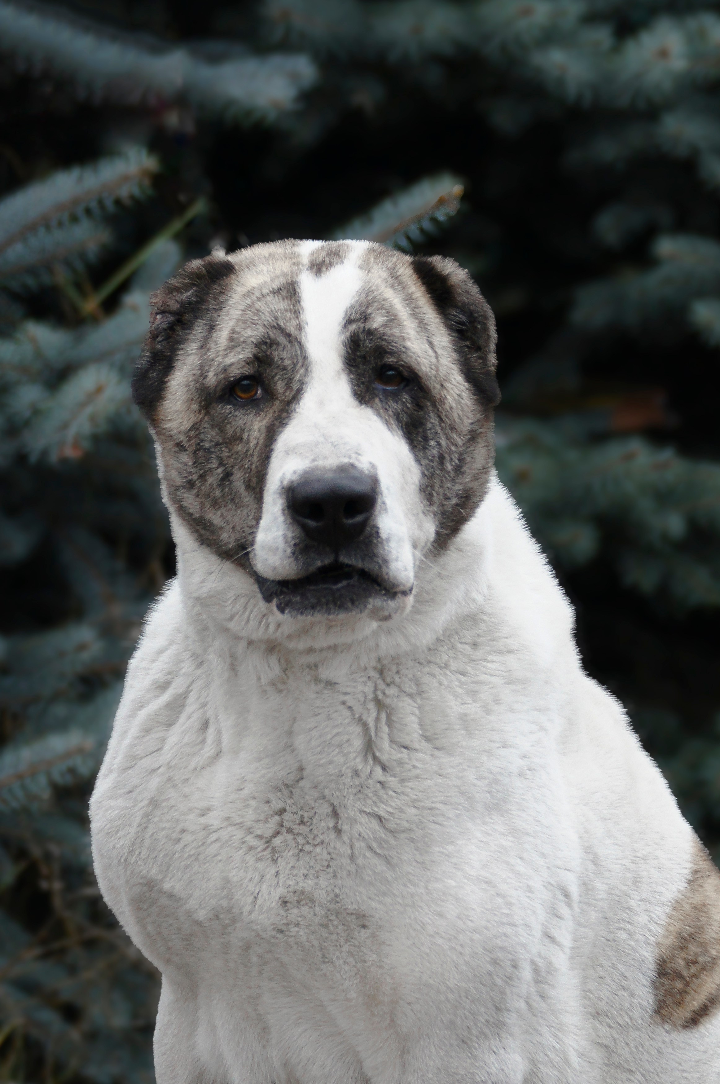 Собаки. Фотограф-анималист Нижний Новгород