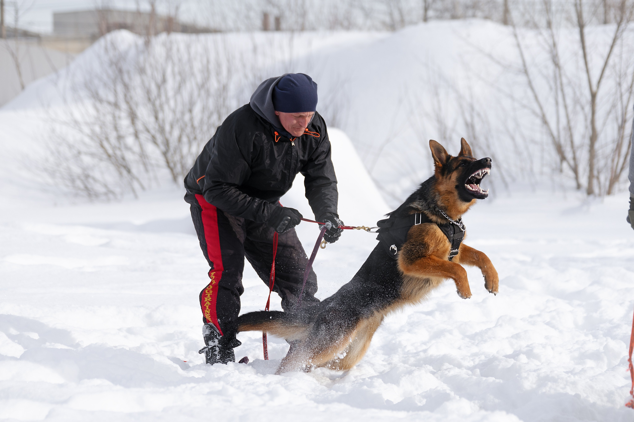 Репортажная съемка. Фотограф-анималист Нижний Новгород
