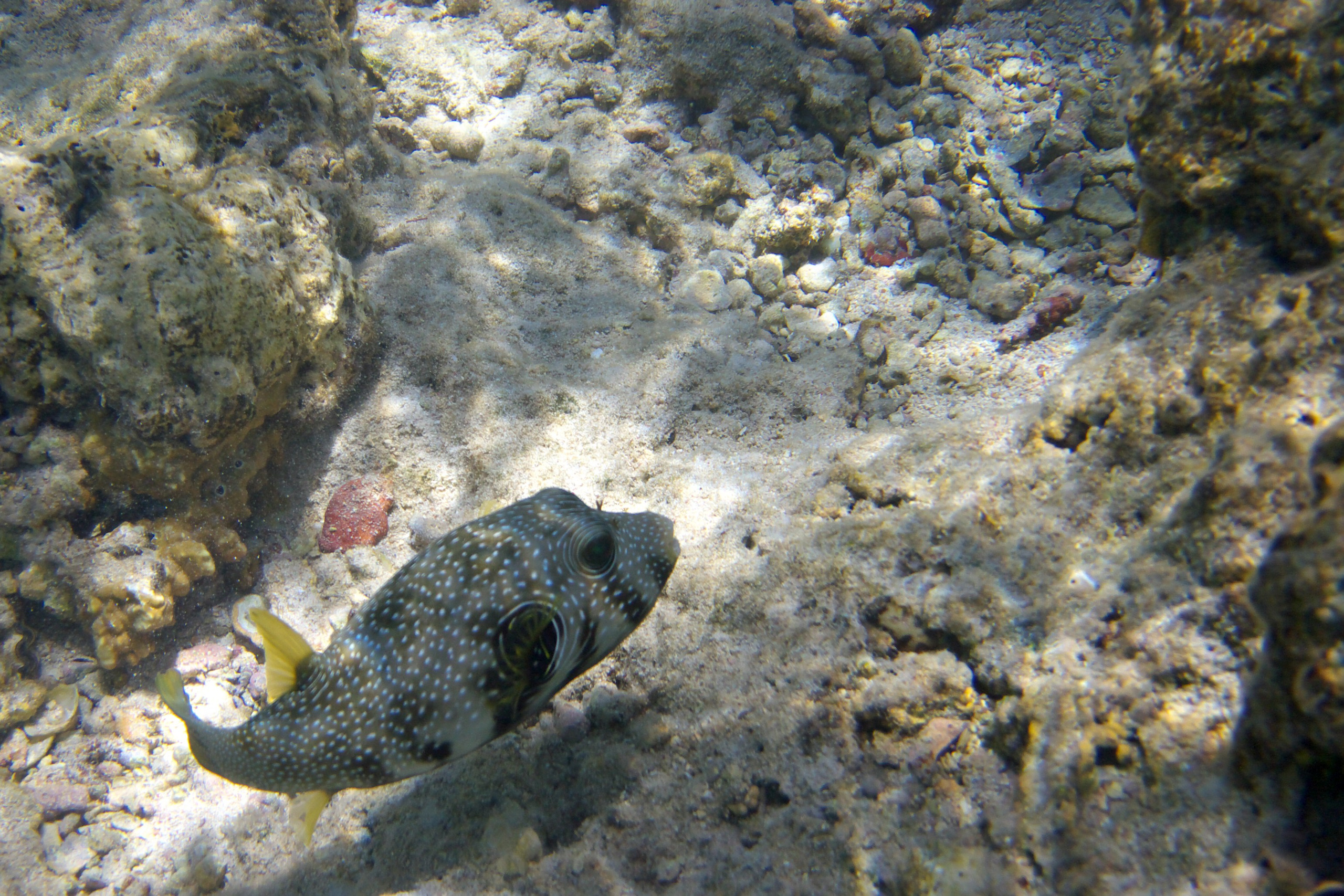 Под водой. Миша Печёнкин | фотография