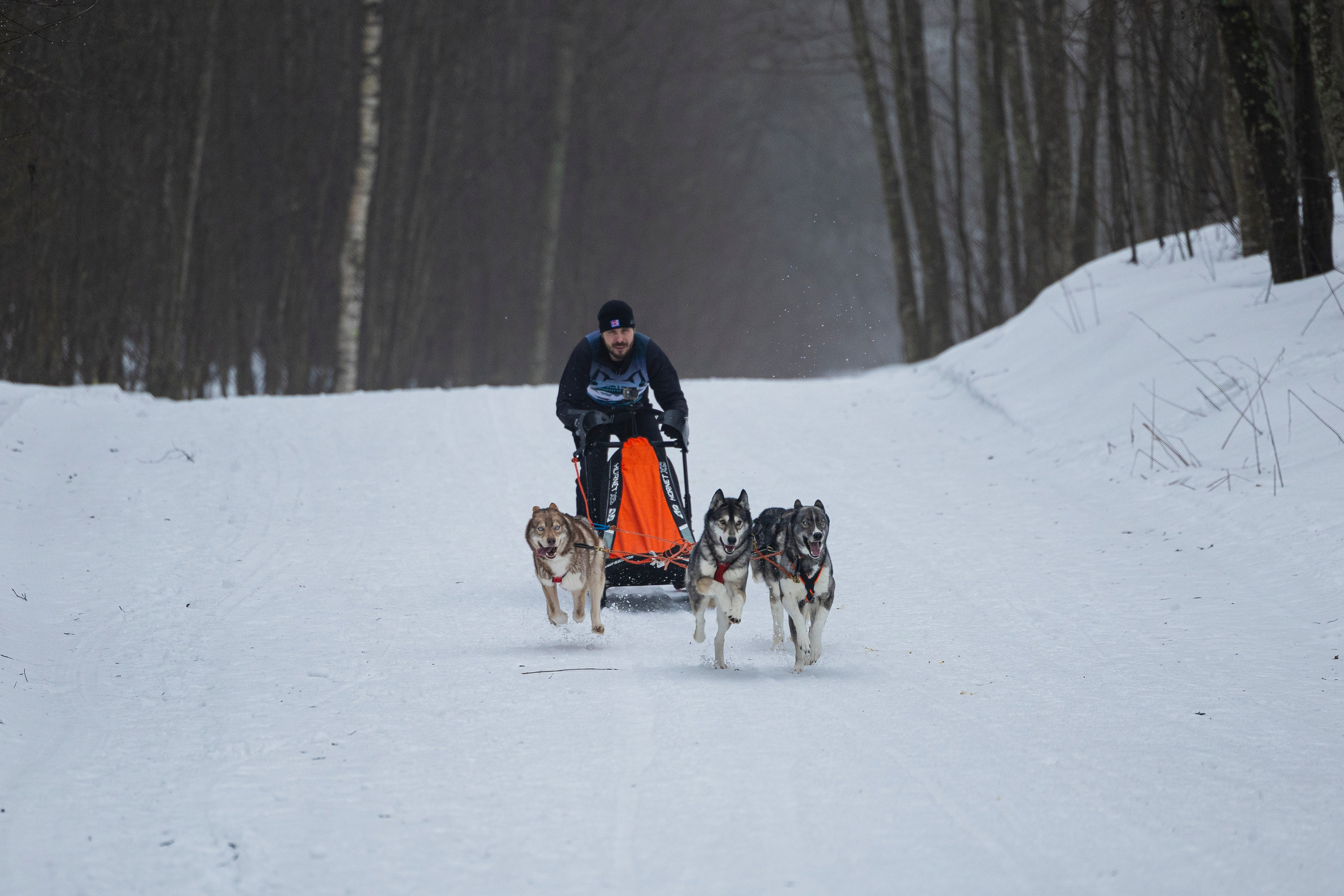 Зимний Чемпионат Санкт-Петербурга по ездовому спорту. Фотограф-анималист Анна Маринич