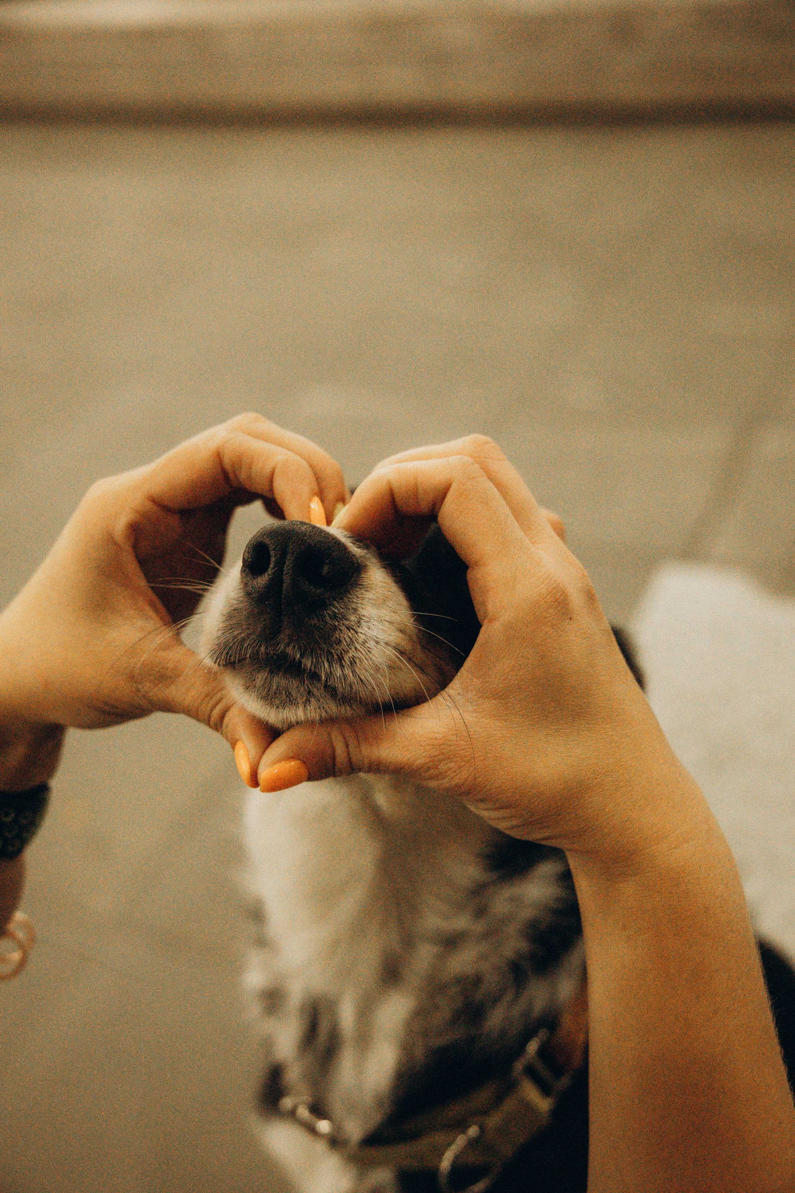 Алла и ее компания. Фотограф анималист в Казани Алина Сулейманова. Фотограф животных