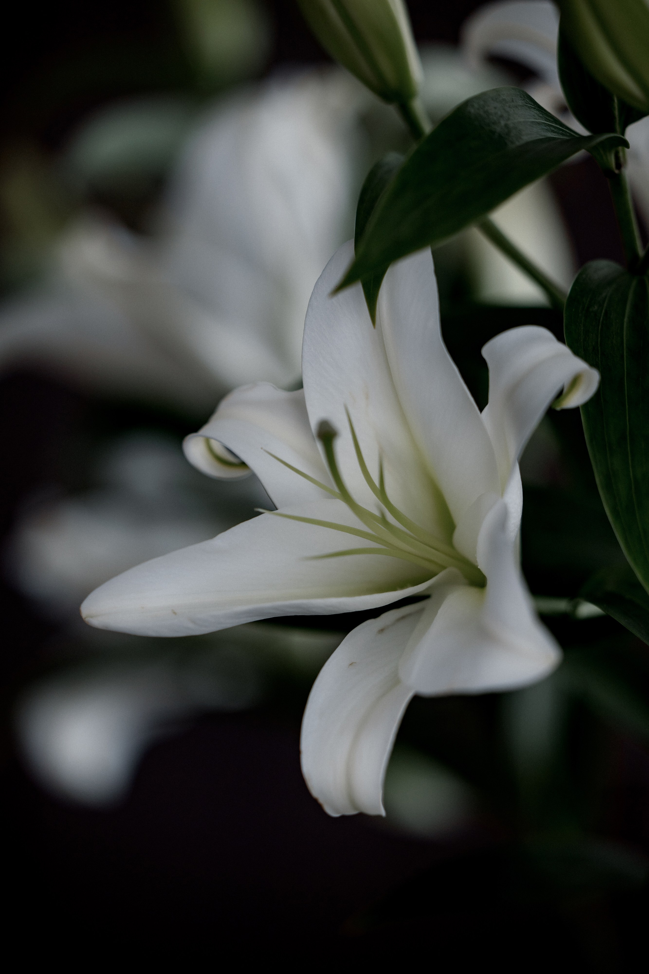 Виоланта & Леонид. The STORIES Event Studio