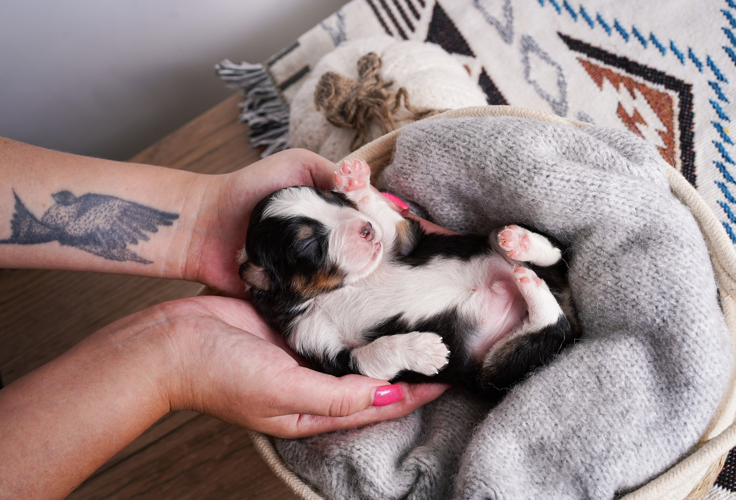 Щенки аусси. Фотограф-анималист в Санкт-Петербурге Яна Мартынова