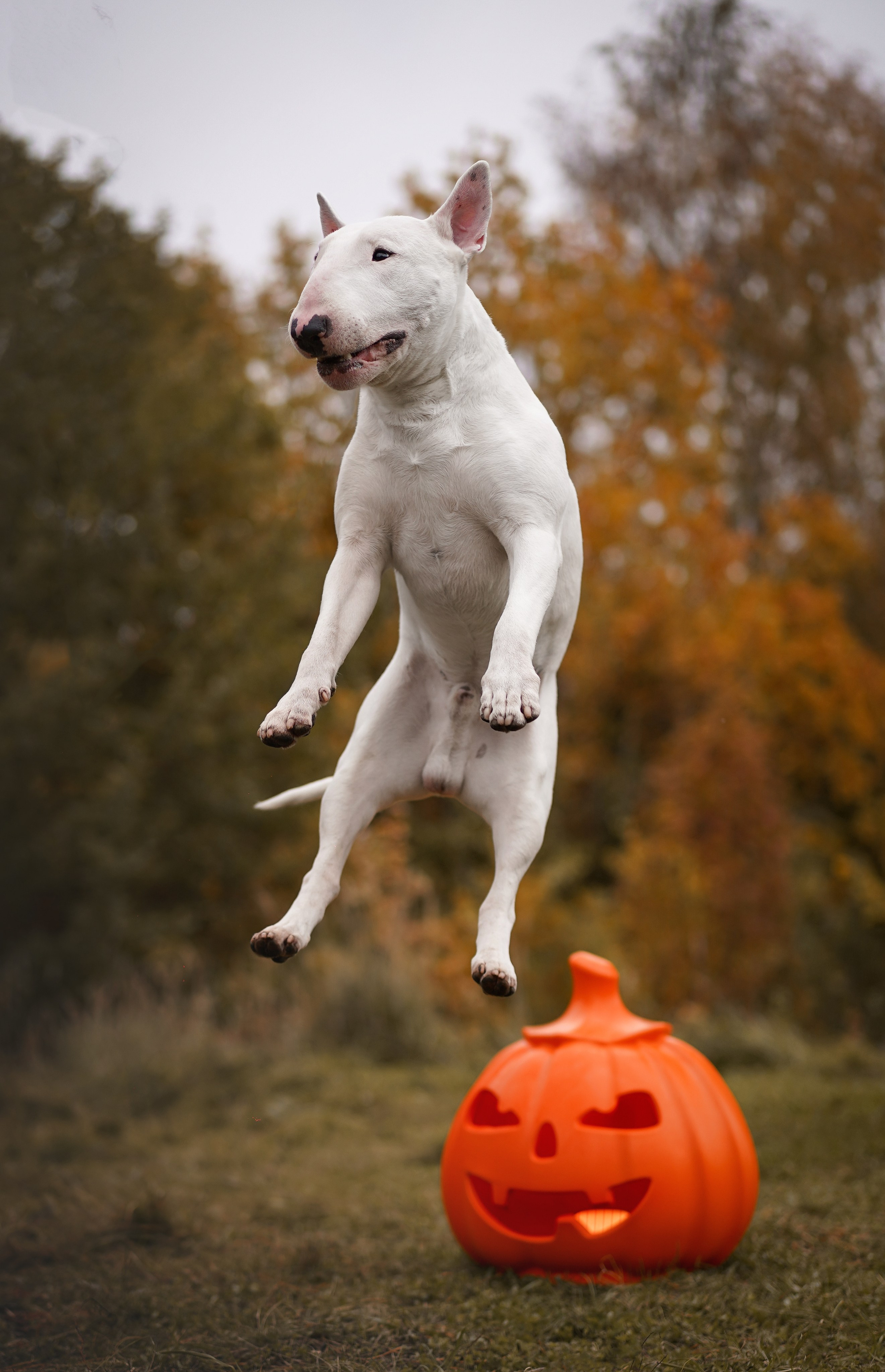 Настя Рома и Сахар Хелоуин. Фотограф-анималист в Санкт-Петербурге Яна Мартынова