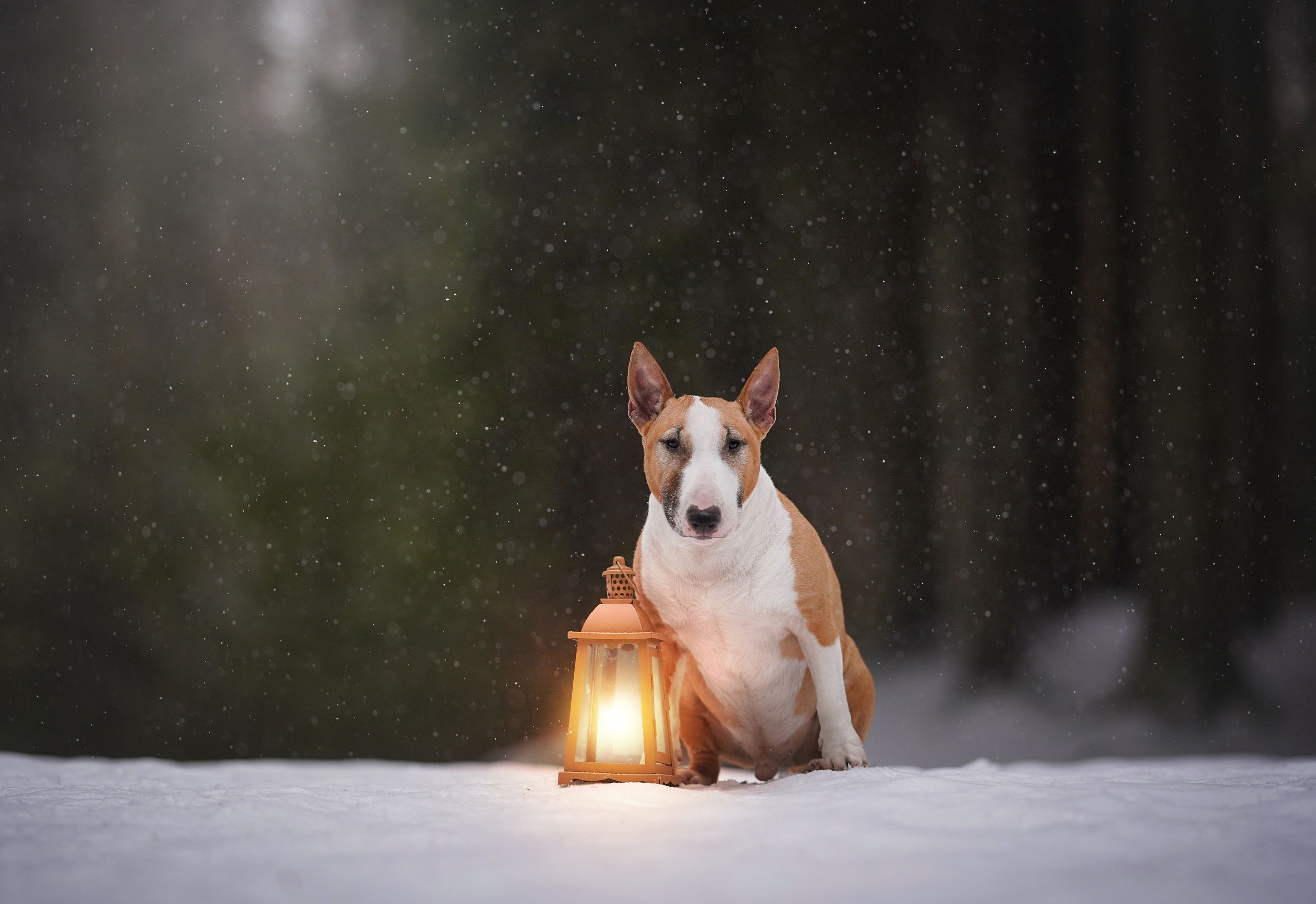 Юни и Панда. Фотограф-анималист в Санкт-Петербурге Яна Мартынова