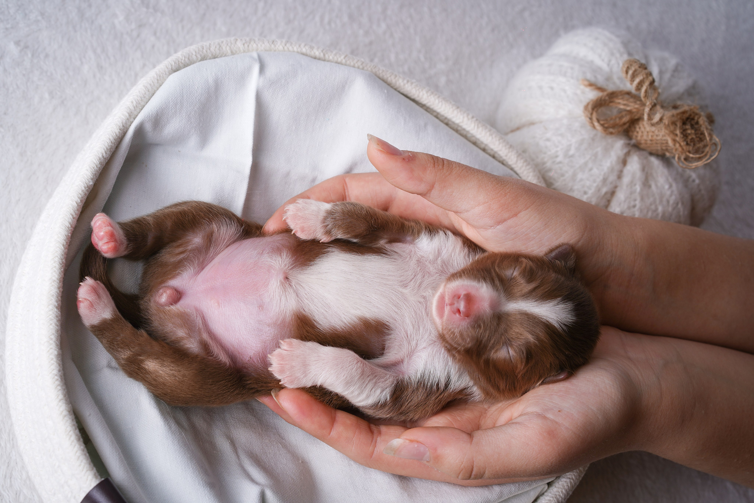 Щенули аусси. Фотограф-анималист в Санкт-Петербурге Яна Мартынова