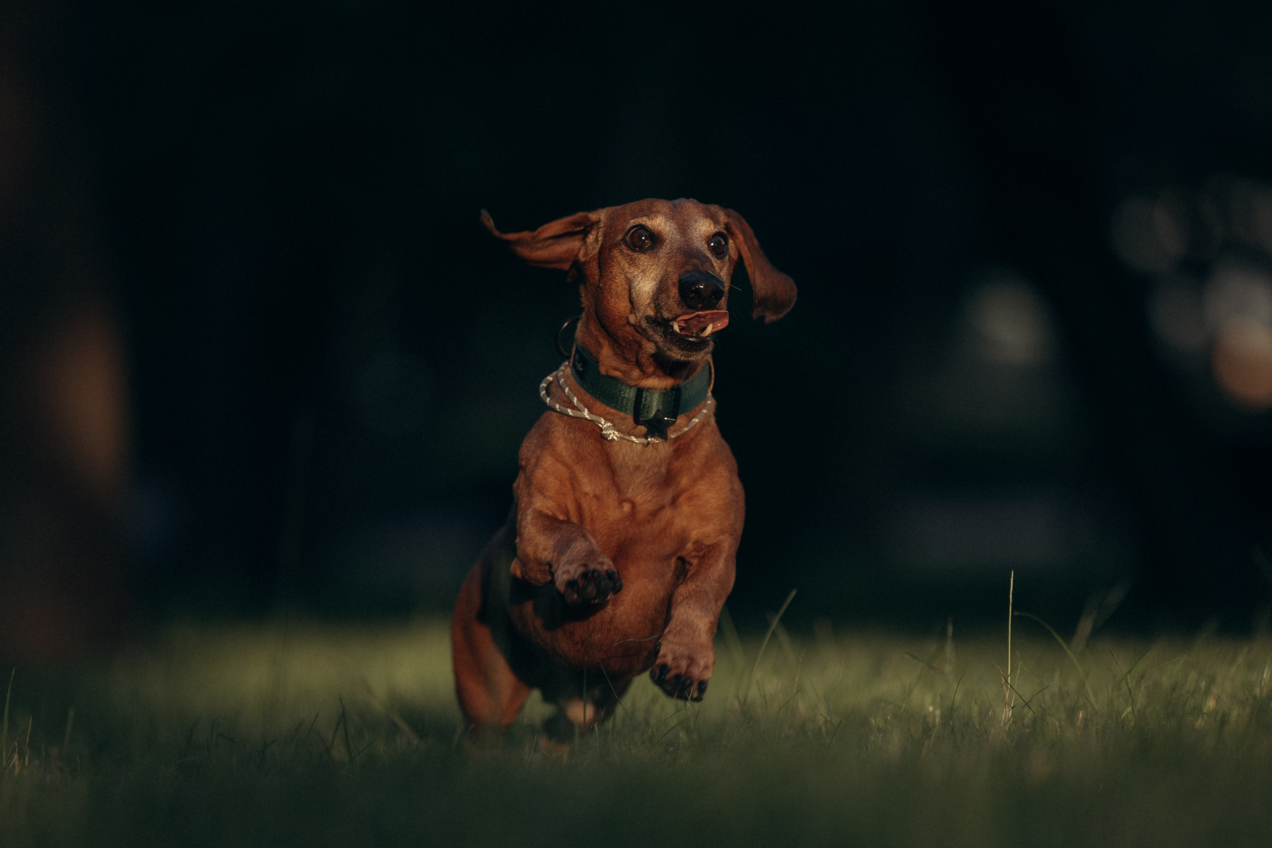 Минск. Алина и Сэм. Фотограф анималист в Казани Алина Сулейманова. Фотограф животных