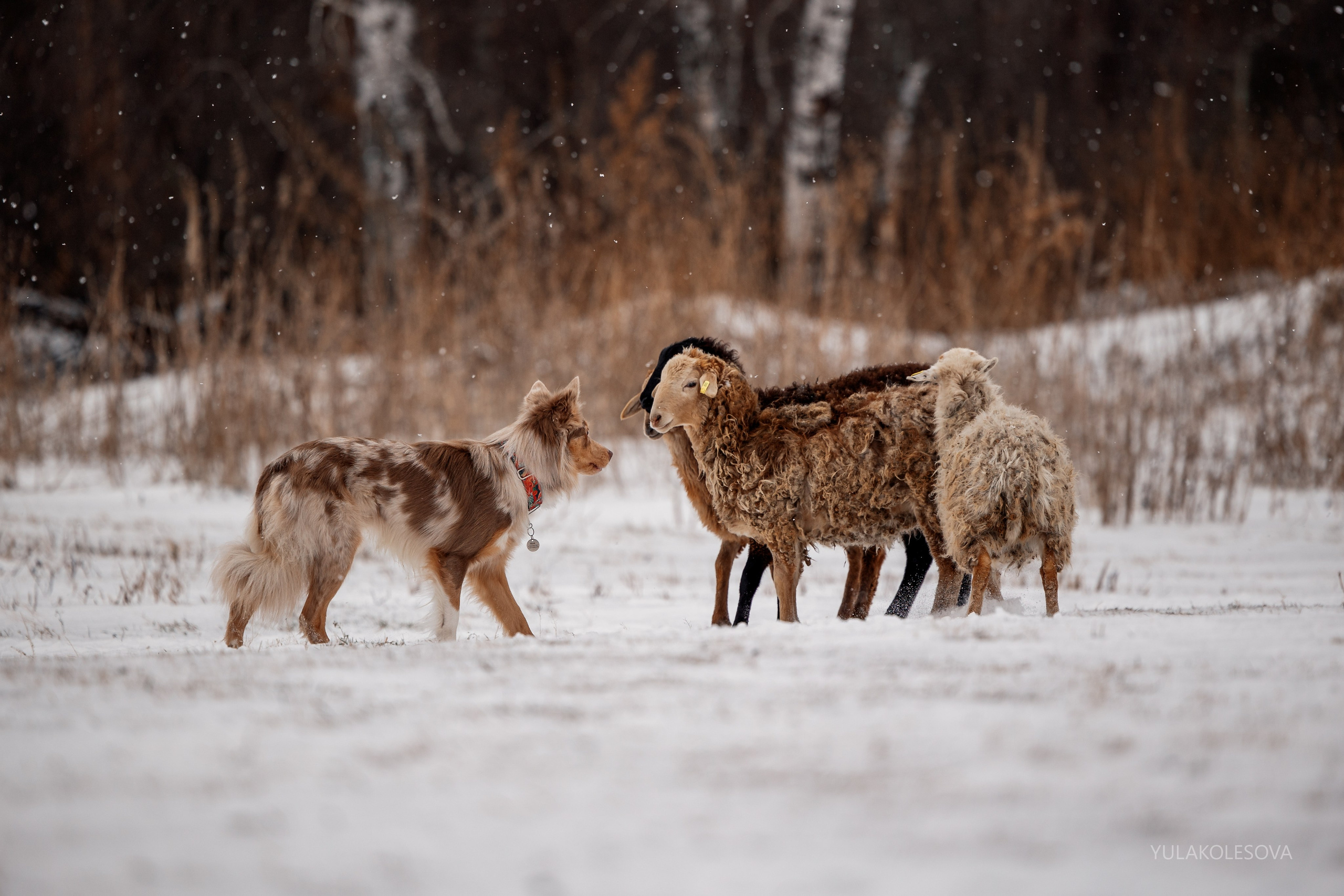 Пастуший интенсив, ноябрь 2024. YULA KOLESOVA | Фотограф — Анималист | Художник | Тюмень