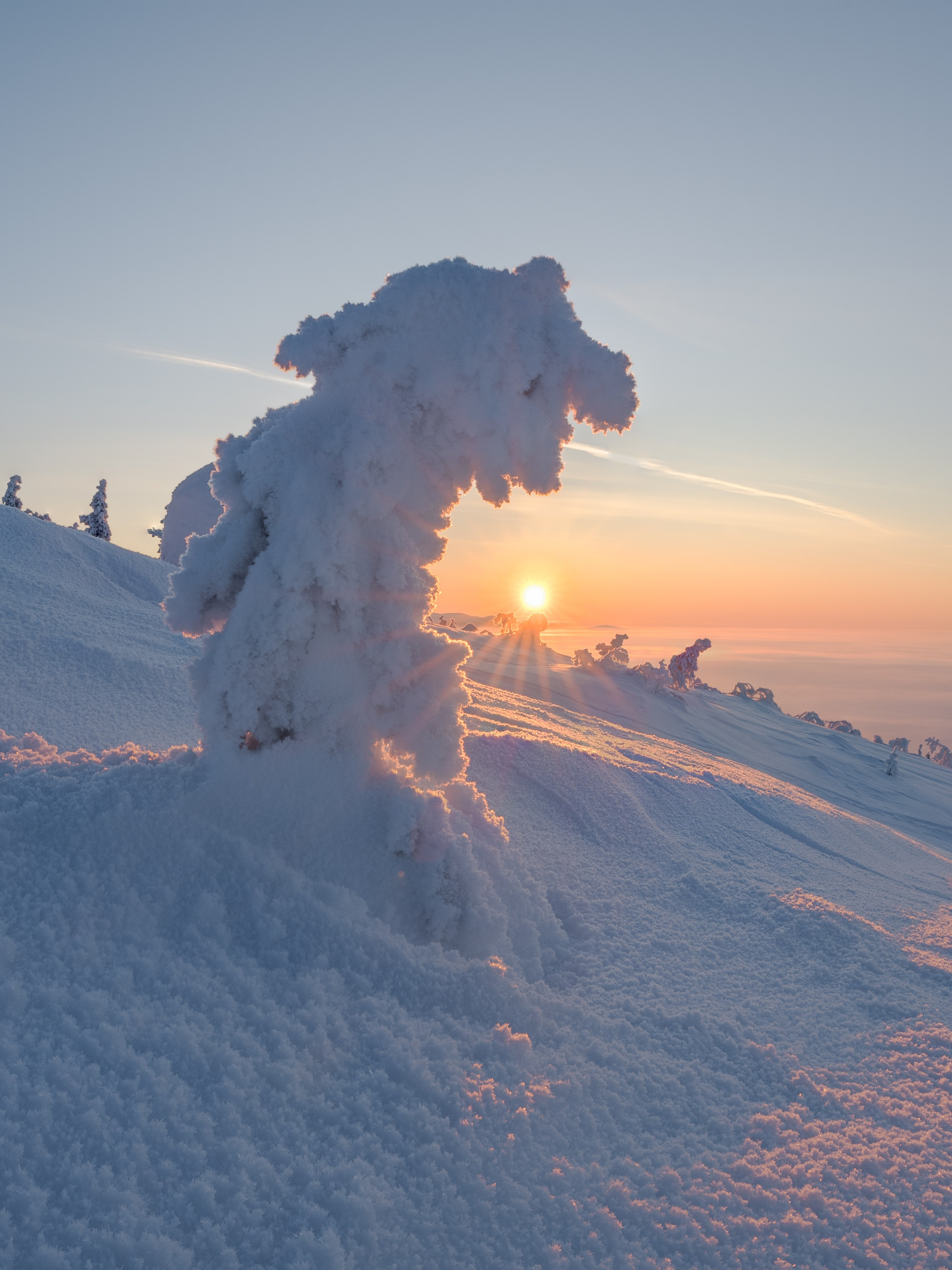 Ель на Волосяной сопке Кандалакша Мурманская область Кольский полуостров gusarov2906