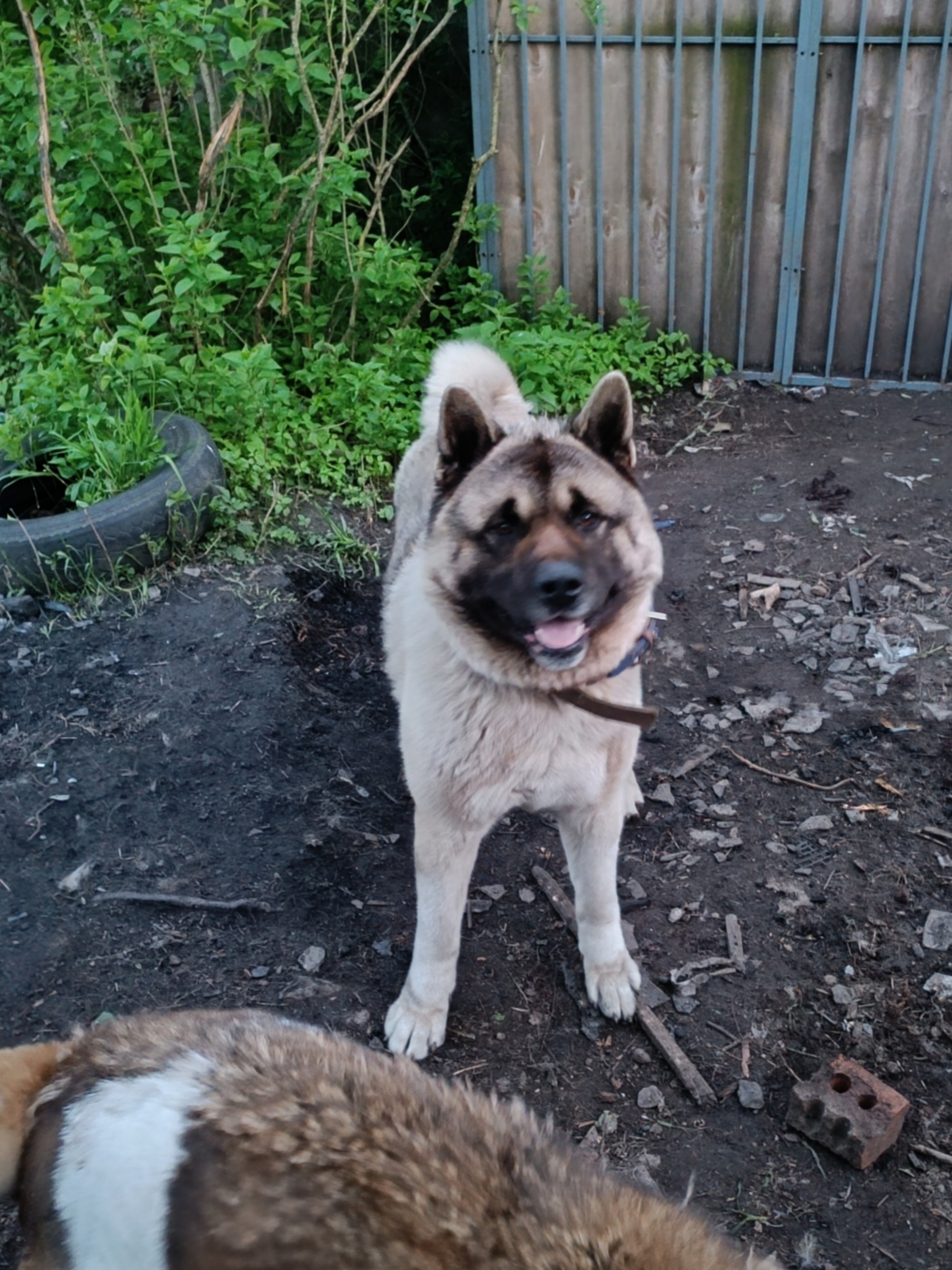 Джексон * TOMO NO KIMI DALLAS KEIL. Американская акита I Сиба ину I Питомник RUBYLIGHT