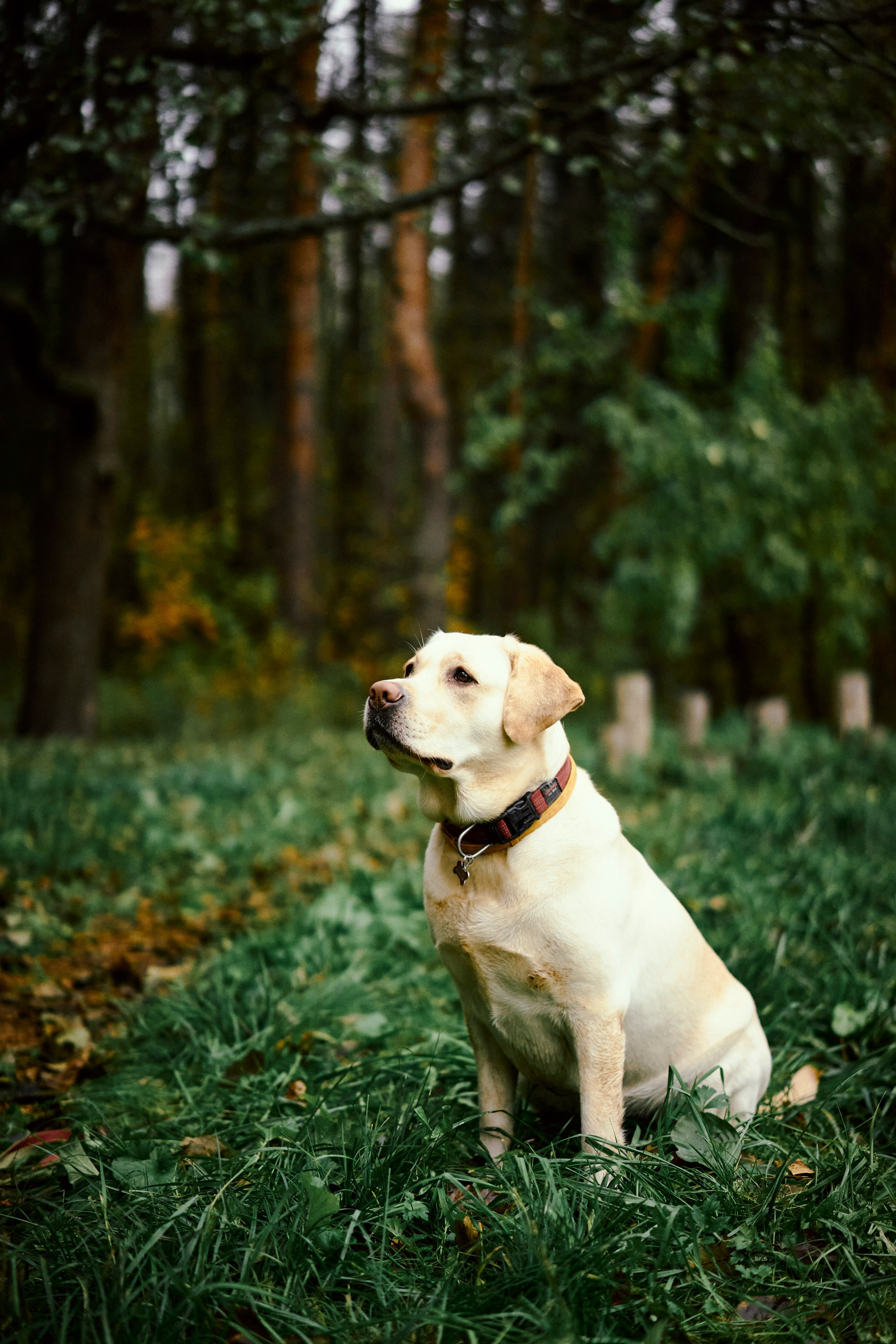 Bell and Black. Vutitsa