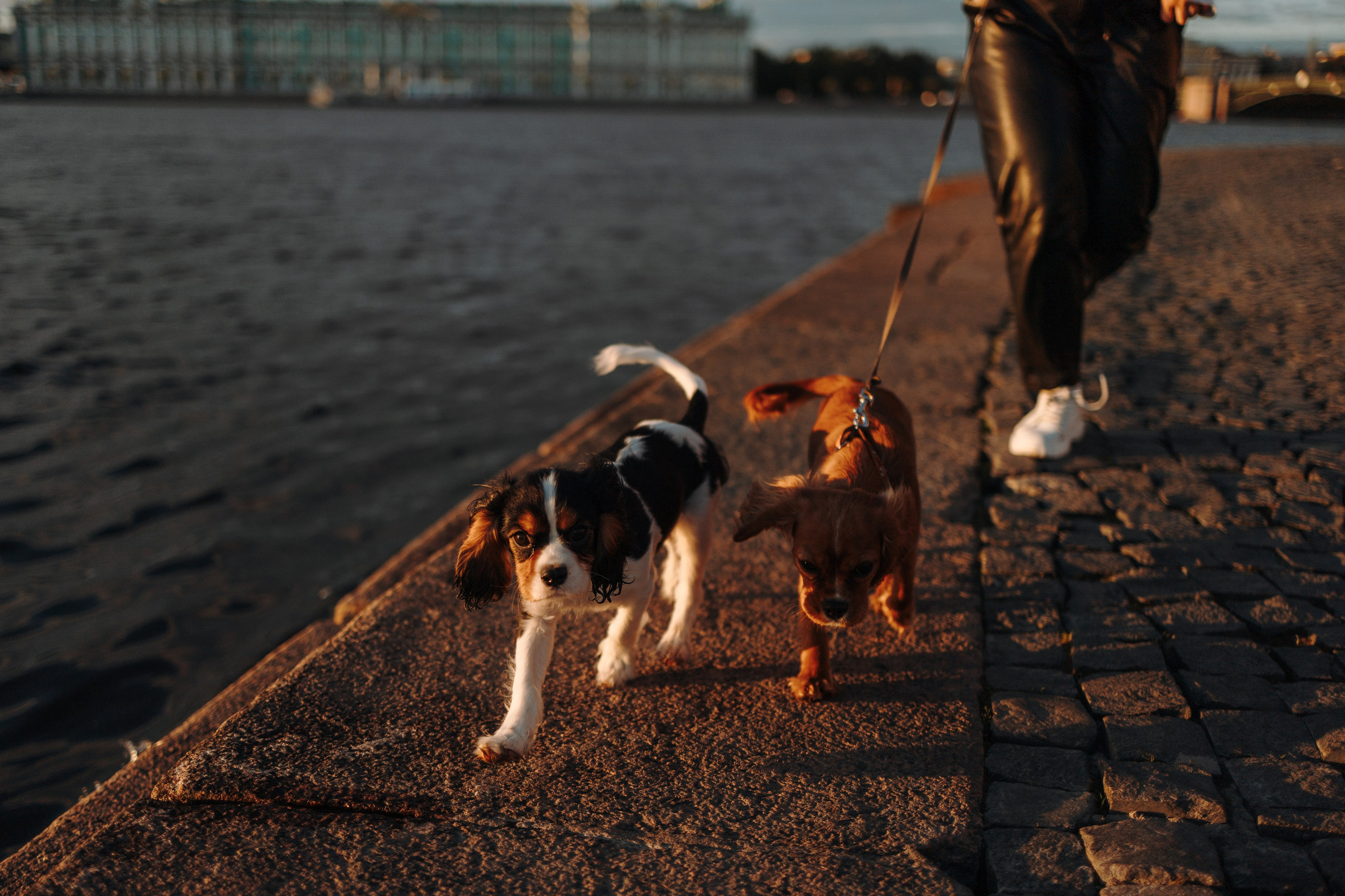 Аня, Стеша и Степан. Фотограф — Анималист | Санкт-Петербург