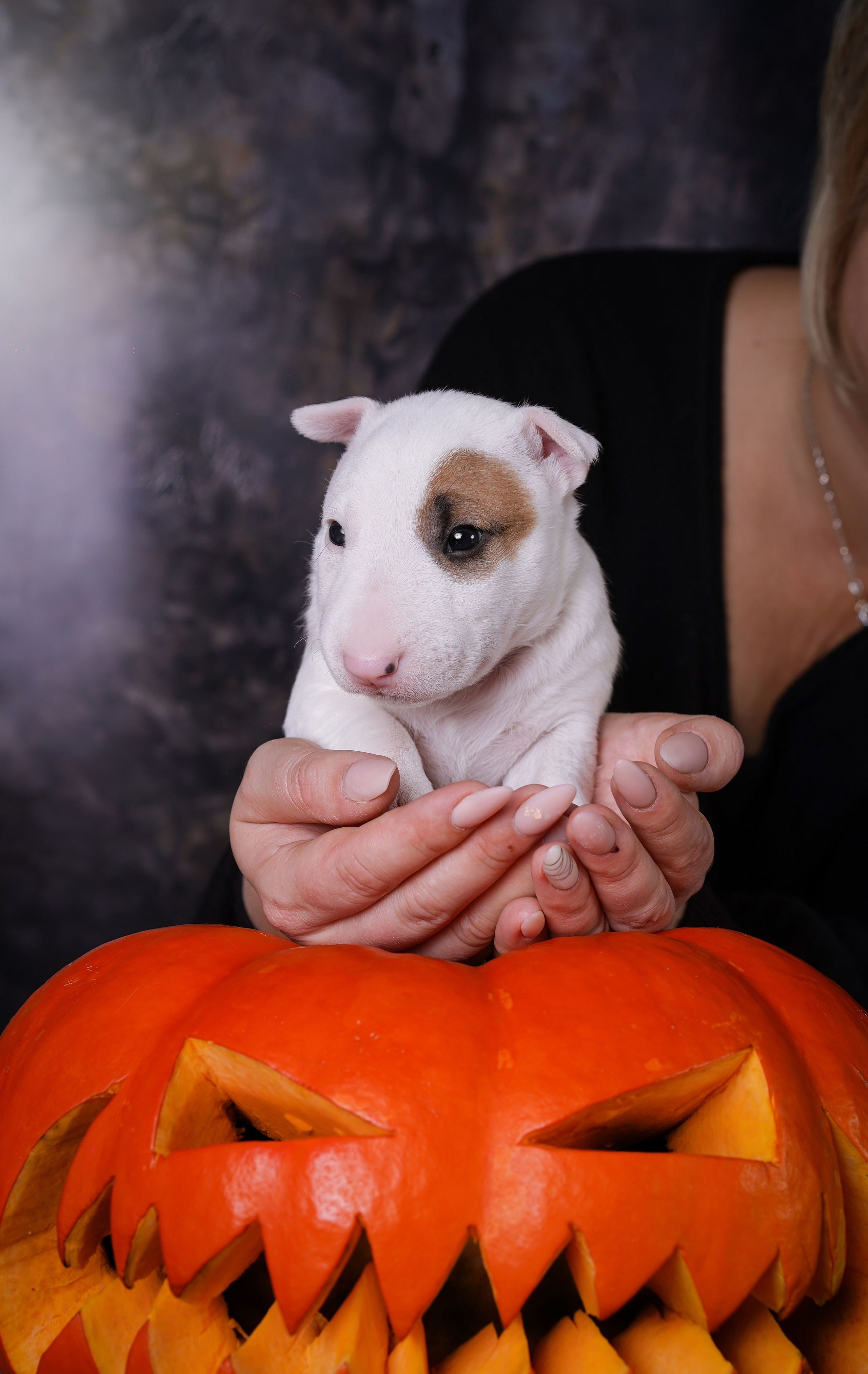Щенки минибультерьера. Фотограф-анималист в Санкт-Петербурге Яна Мартынова