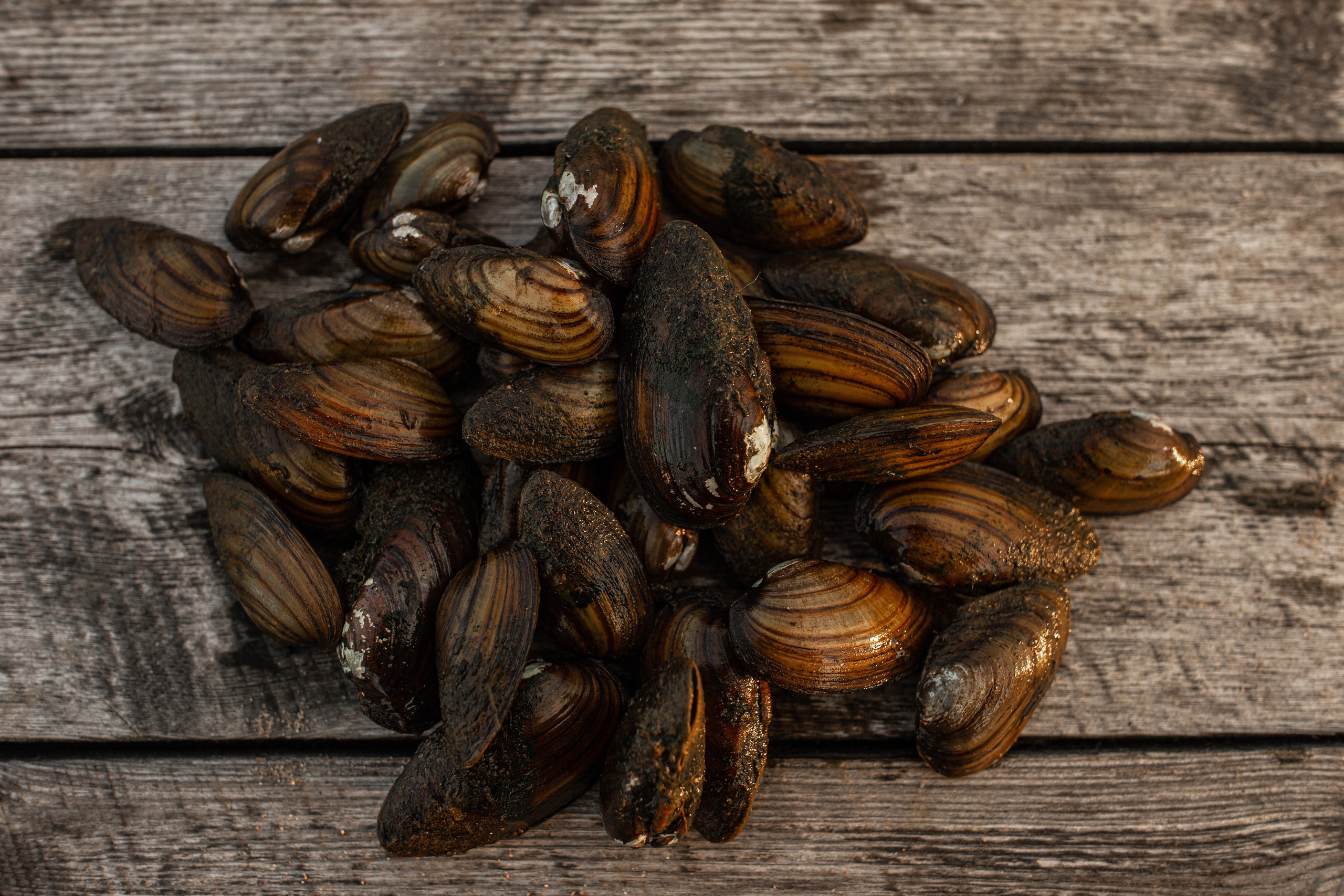 Репортаж. Псковская область. Семейный фотограф в Москве Екатерина Цаплина