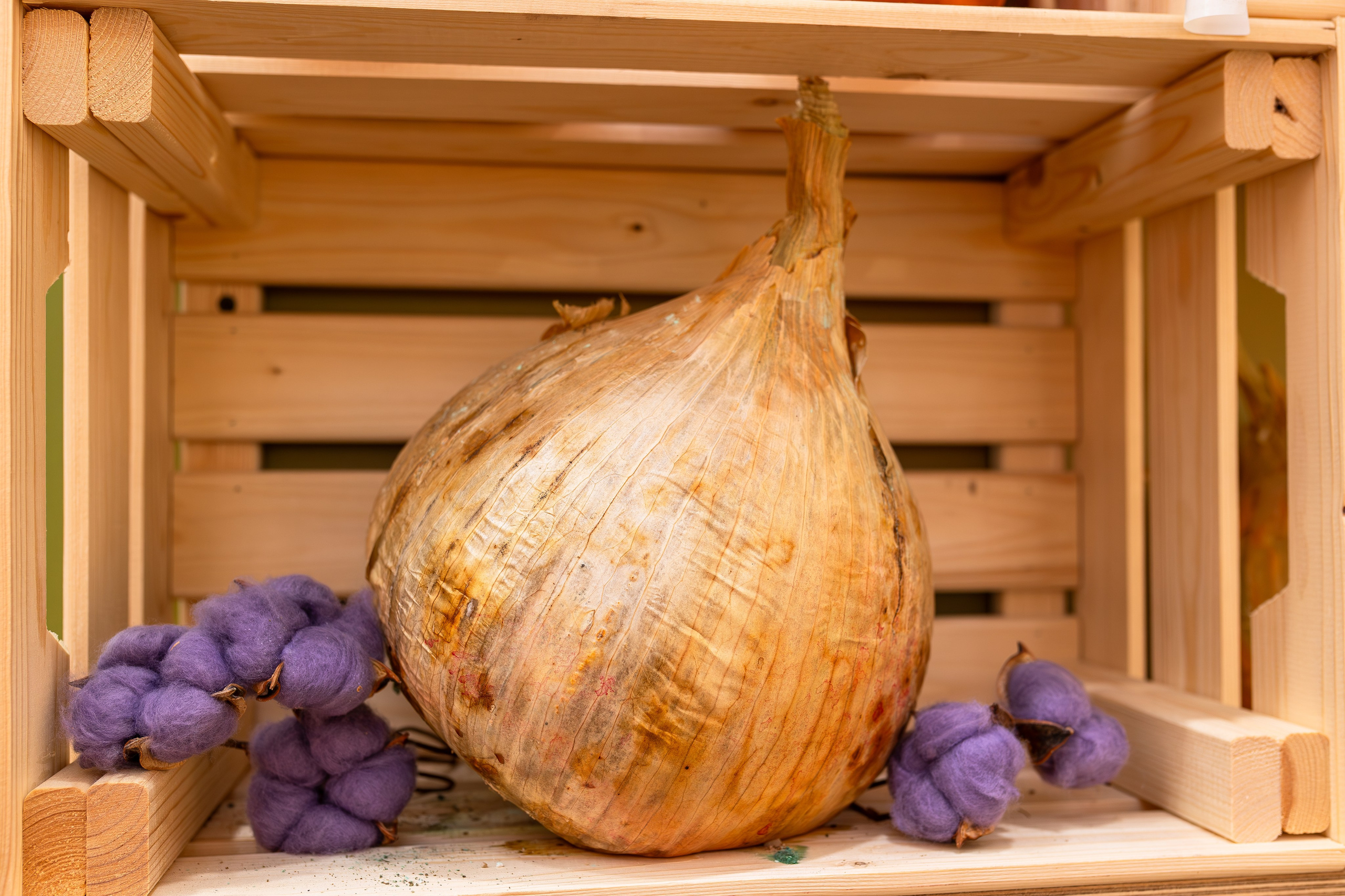 Овощи-гиганты. Александра Куликова фотограф, Москва