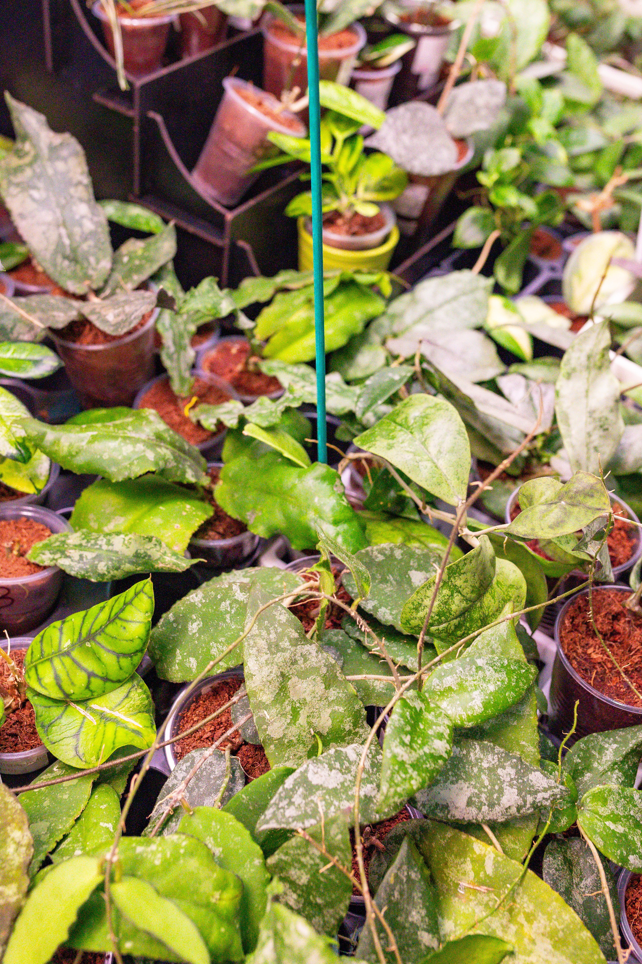 Орхидиум сентябрь 2025. Александра Куликова фотограф, Москва