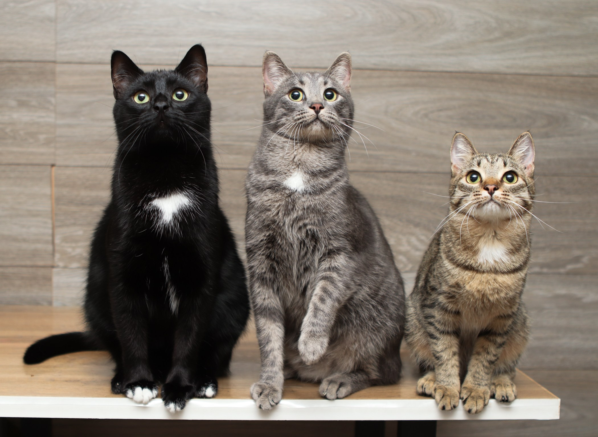 Кошки. Фотограф-анималист Полина Колкова | Москва