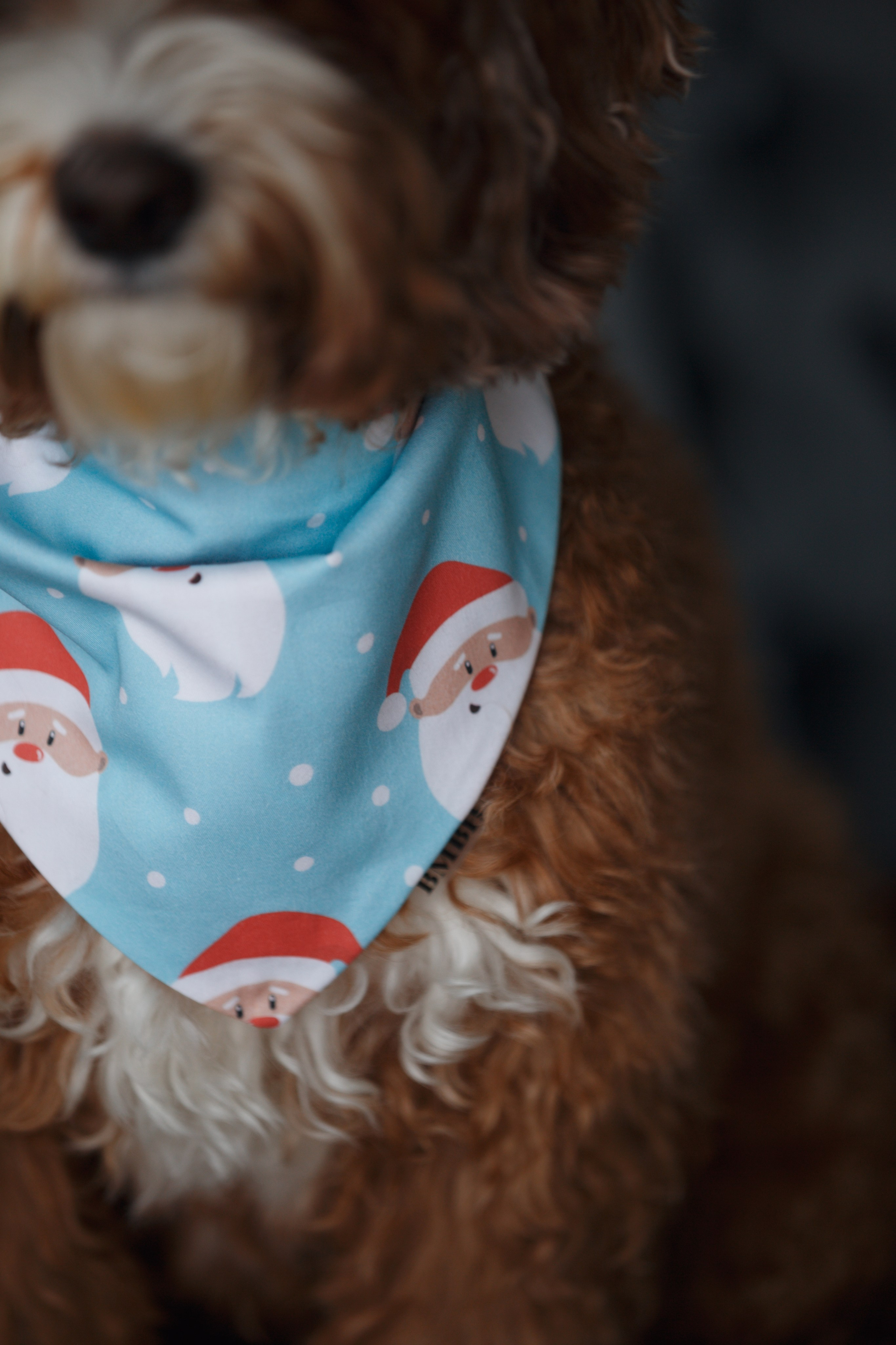 Bmbh лежанки и адресники. Фотограф анималист Кристина Карпова, Москва