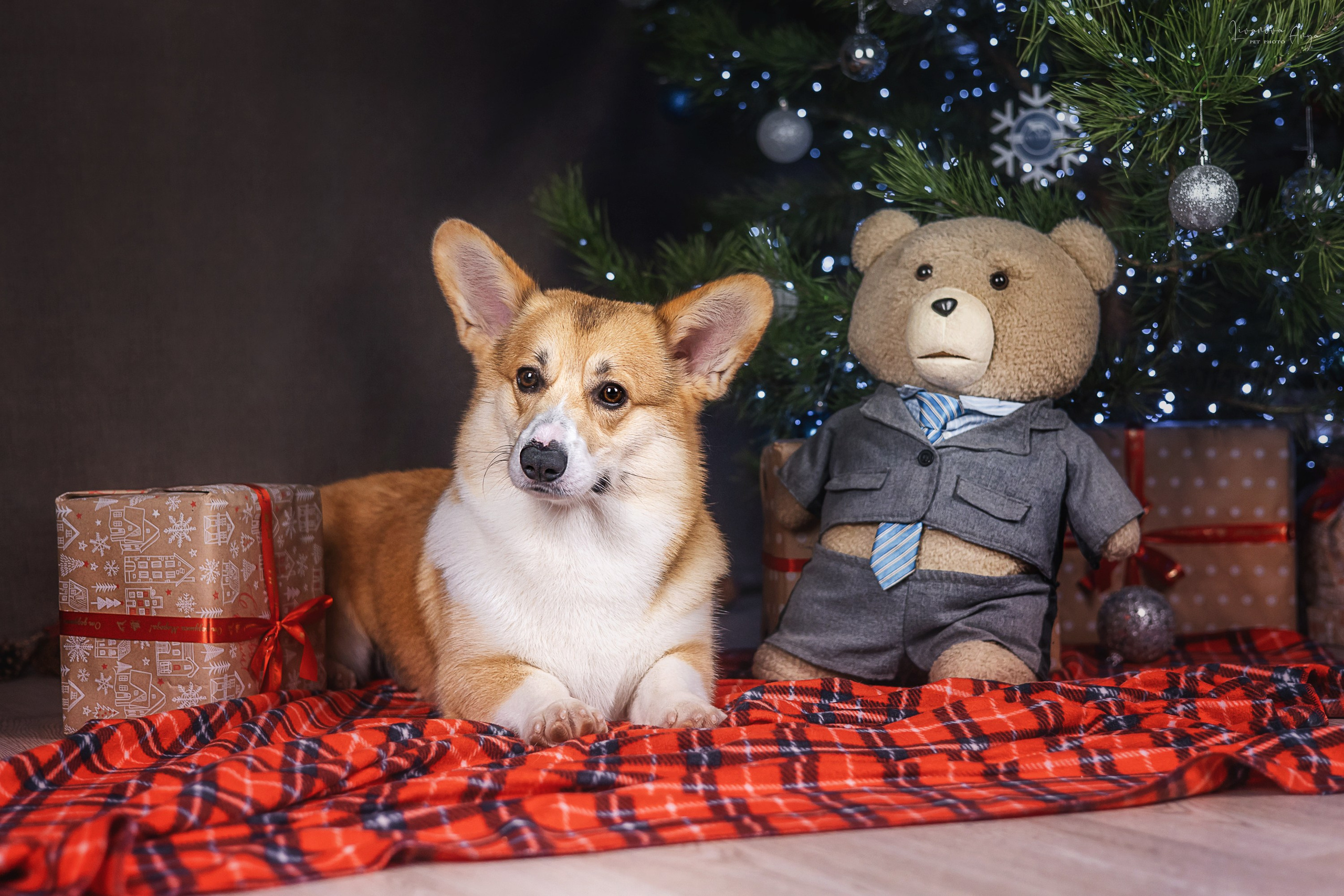 Фотодень_1 2025. Фотограф анималист Аня Ливанова | Рыбинск