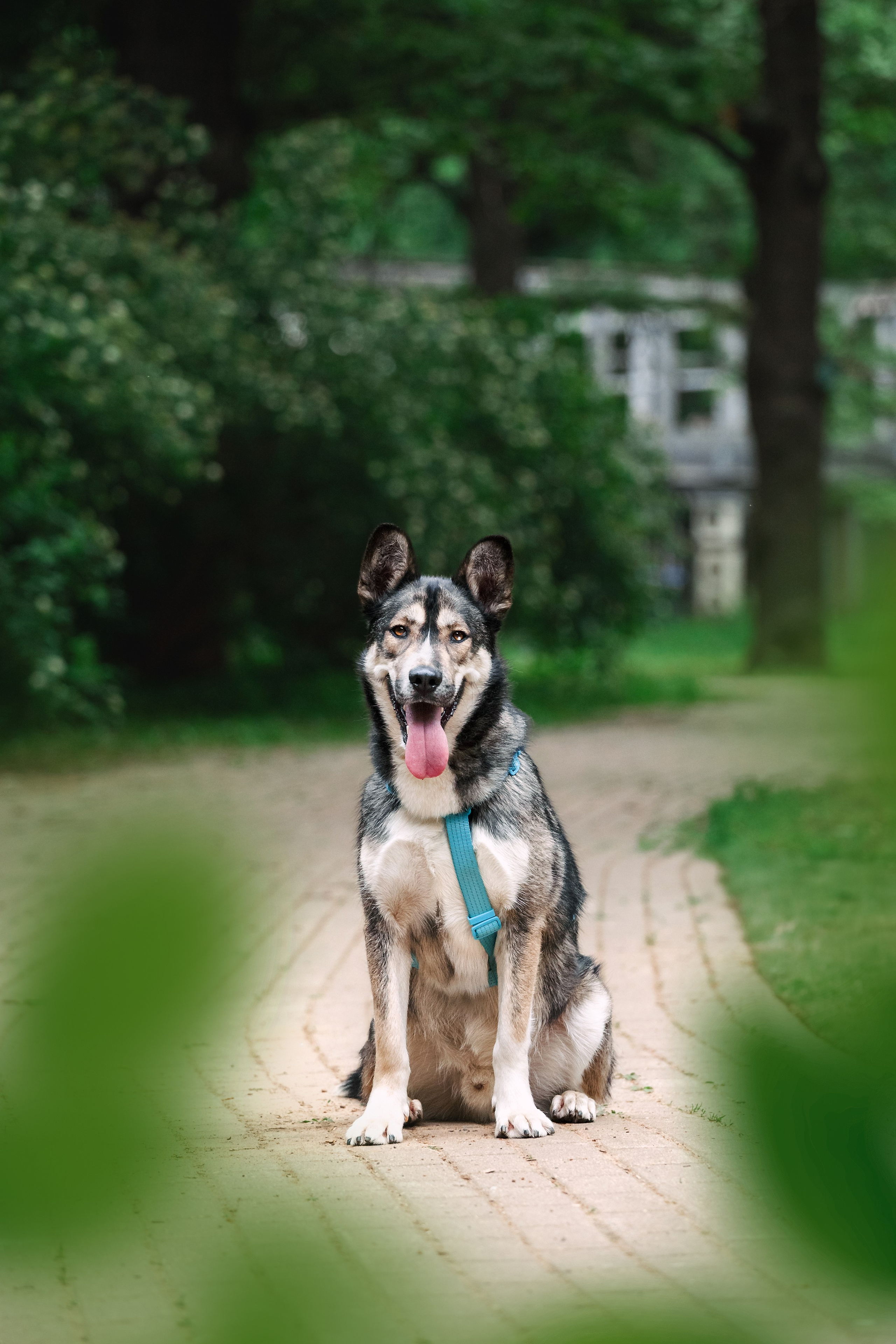 Собаки из приюта Дубовая роща лето 2025. Фотограф-анималист Татьяна Степанова